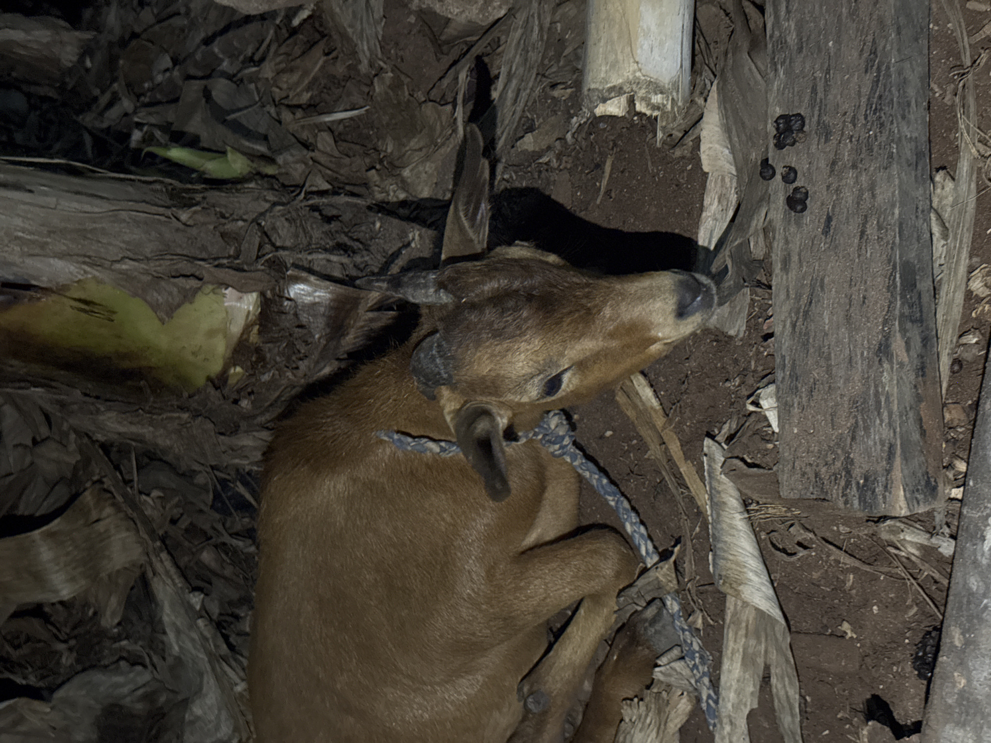 A young, brown-furred animal, resembling a small deer, goat, or possibly a duiker, lies curled on dark, damp ground. A blue and white rope is tied around its neck. The animal has small, dark horns and its eyes are open, looking slightly upwards.
The setting appears to be a rural or wild outdoor environment in Eziudo, Nigeria, characterized by dark, moist soil covered extensively with dried, fibrous leaves, likely from banana or plantain plants, and various pieces of wood or logs. A cluster of dark, pellet-like animal droppings is visible on a piece of wood near the animal's head. The dim lighting suggests it is nighttime or a heavily shaded area. The animal's posture could indicate rest or distress from being tethered. No text is visible in the image.