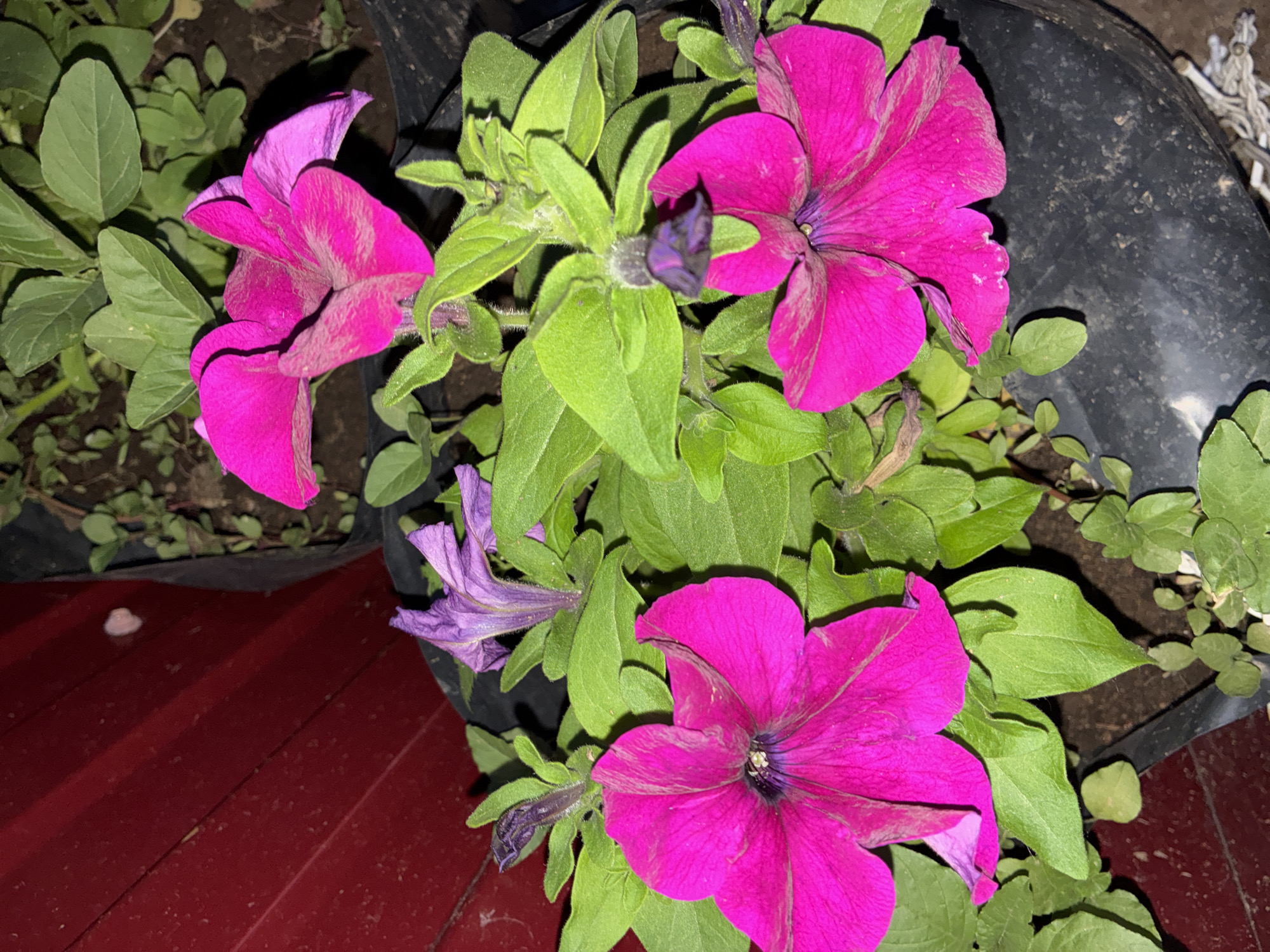 A close-up, high-angle shot shows several vibrant magenta petunia flowers and buds nestled among lush green leaves in a black plastic planter. The planter appears to be outdoors, with dark soil visible. To the left, a portion of a dark red, corrugated metal surface is visible, possibly a wall or fence. The scene is dimly lit, suggesting it was taken at night or in a shaded area. There are no people or animals present. The image does not provide specific information about the location in Totskoye, Russia, beyond being a general outdoor setting.