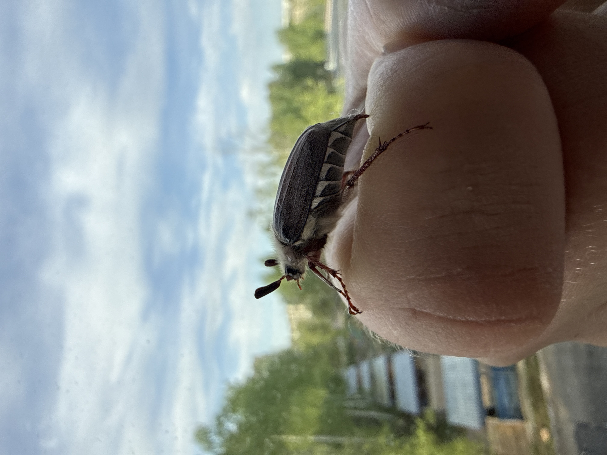 A May beetle clings to a person's finger, with a sky and tree backdrop visible outside a window. In the background, structures resembling garages are visible, suggesting the location is within the city of Chaikovsky, Russia.