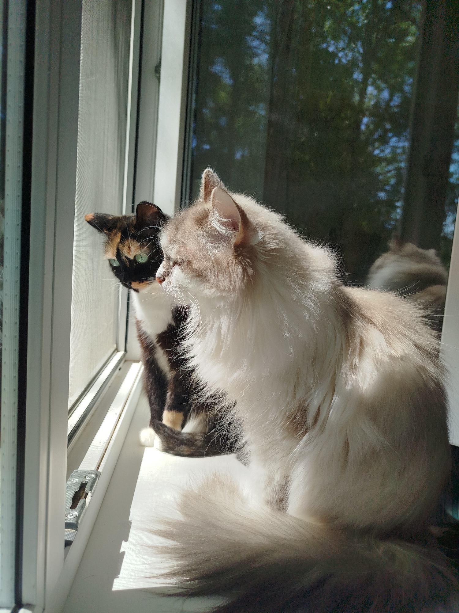 Two cats are sitting on a window sill looking outside. One cat is a calico, and the other is a long-haired white and beige cat. The window is white-framed and has a screen. The view outside the window includes trees and a glimpse of the blue sky. The reflection of the white cat is visible on the glass.