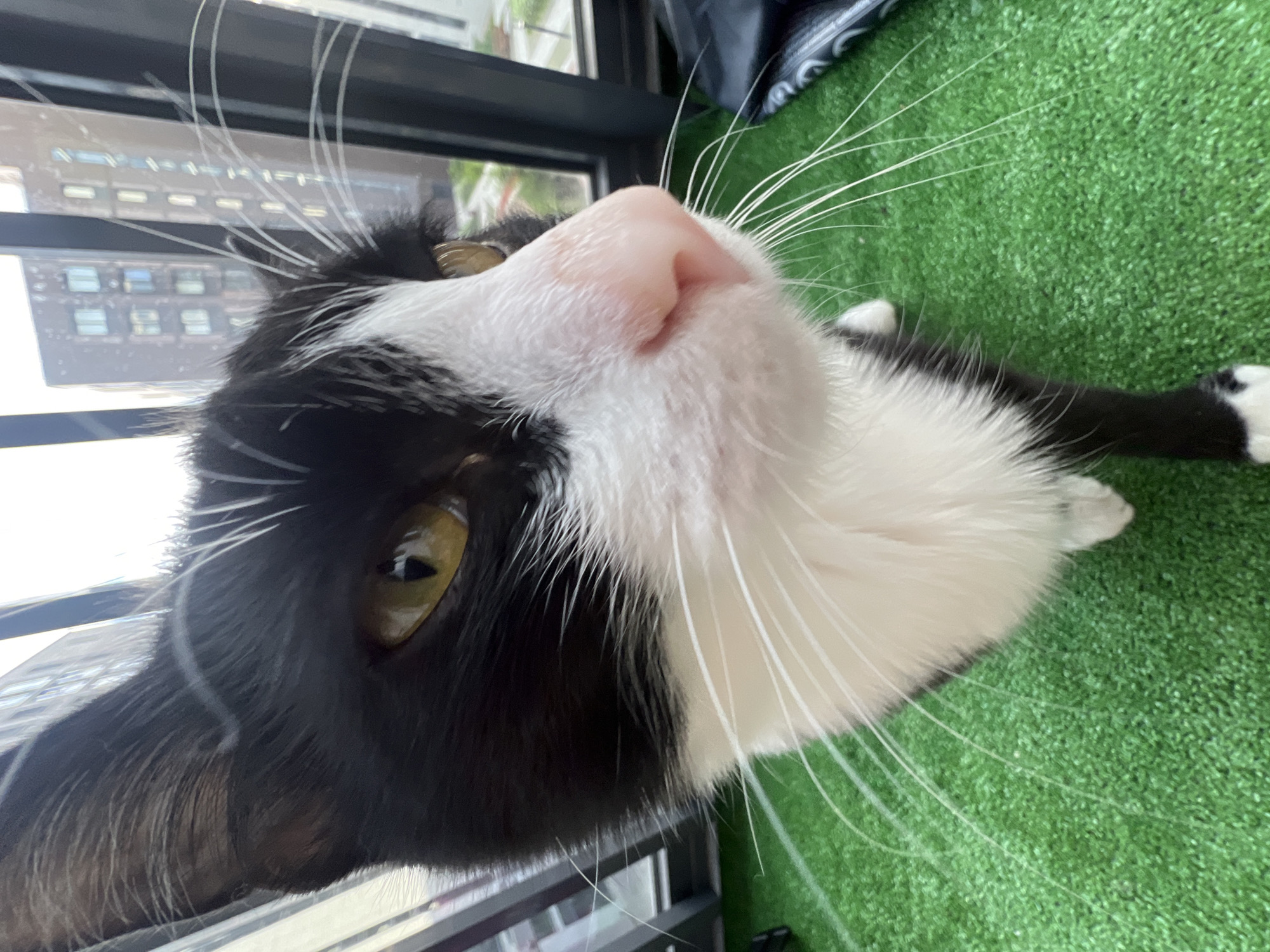 A close-up, low-angle photograph captures a black and white tuxedo cat looking directly into the camera with a curious expression. The cat's head is tilted to its left, showcasing its bright pink nose, an abundance of long, white whiskers fanning outwards, and large, round eyes with yellow-green irises and vertical black pupils. Its fur is distinctly patched in black around its face and ears, and white on its chin and chest.
The cat is positioned over a bright green, textured surface resembling artificial turf or carpet, which covers the floor area. In the background, a large window or glass door reveals an urban environment. Through the window, several multi-story buildings with numerous windows are visible under natural daylight, suggesting a city setting. A dark window frame or balcony railing runs horizontally across the upper and lower portions of the background.
The cat appears to be observing its surroundings or the photographer. The scene takes place during the daytime. No specific weather conditions are discernible, and there is no visible text. The cat's proximity to the window suggests it may be on a balcony or indoors with a view of a city like Saint Petersburg, Russia.