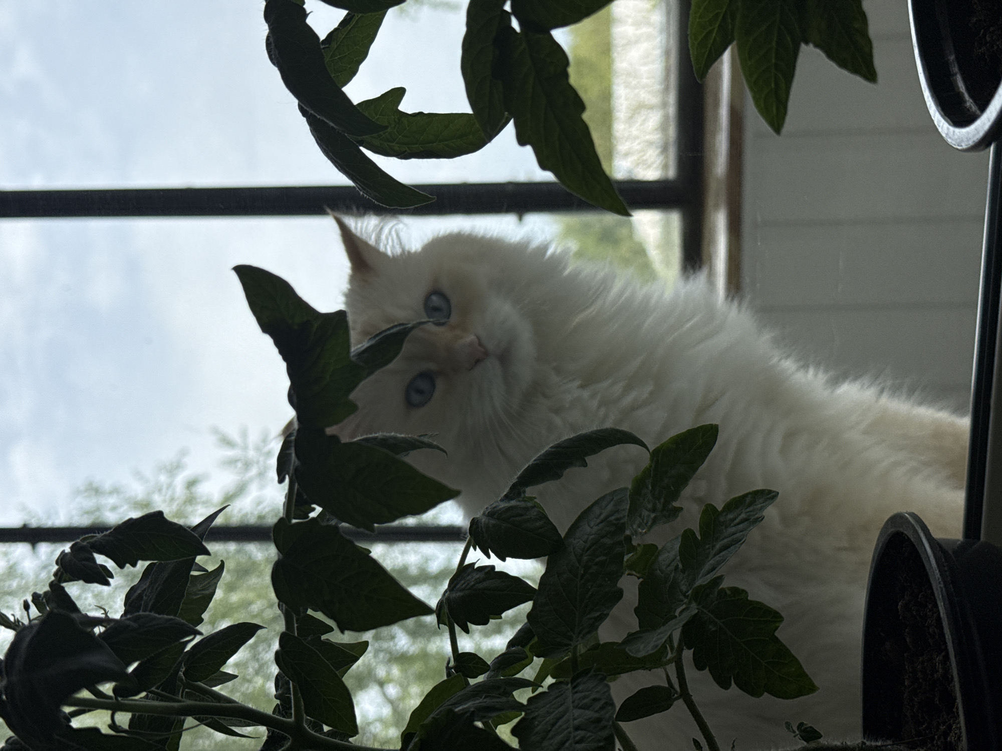 A white cat with blue eyes peers through the leaves of a tomato plant. The cat is positioned indoors near a window. Outside, a blurry landscape suggests an urban environment, although specific details are unclear. Black plastic plant pots are visible in the foreground. Based on the location of the image, Chaikovsky, Russia, the surrounding environment would likely be reflective of that geographic area.