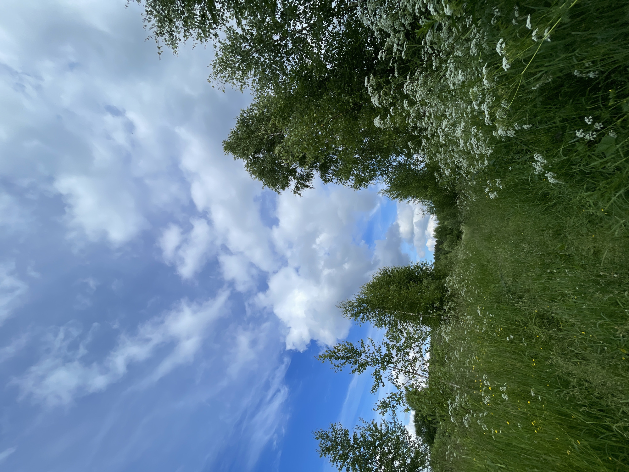 The image depicts a verdant, overgrown meadow with a narrow dirt path winding through it. Tall, green grass dominates the foreground, interspersed with small yellow and white wildflowers and clusters of delicate white blooms. To the right, a dense thicket of white Queen Anne's Lace flowers rises prominently. Along the edges of the path and in the background, various trees are visible, including birch trees with their characteristic white bark and other deciduous trees with lush green foliage. The sky above is a vibrant blue, filled with a dynamic arrangement of fluffy white clouds and wispy cirrus formations, indicating a partly cloudy day. In the far distance, a line of dark green trees forms a natural horizon. The scene evokes a sense of natural, untamed wilderness within the city of Заречный, Russia.