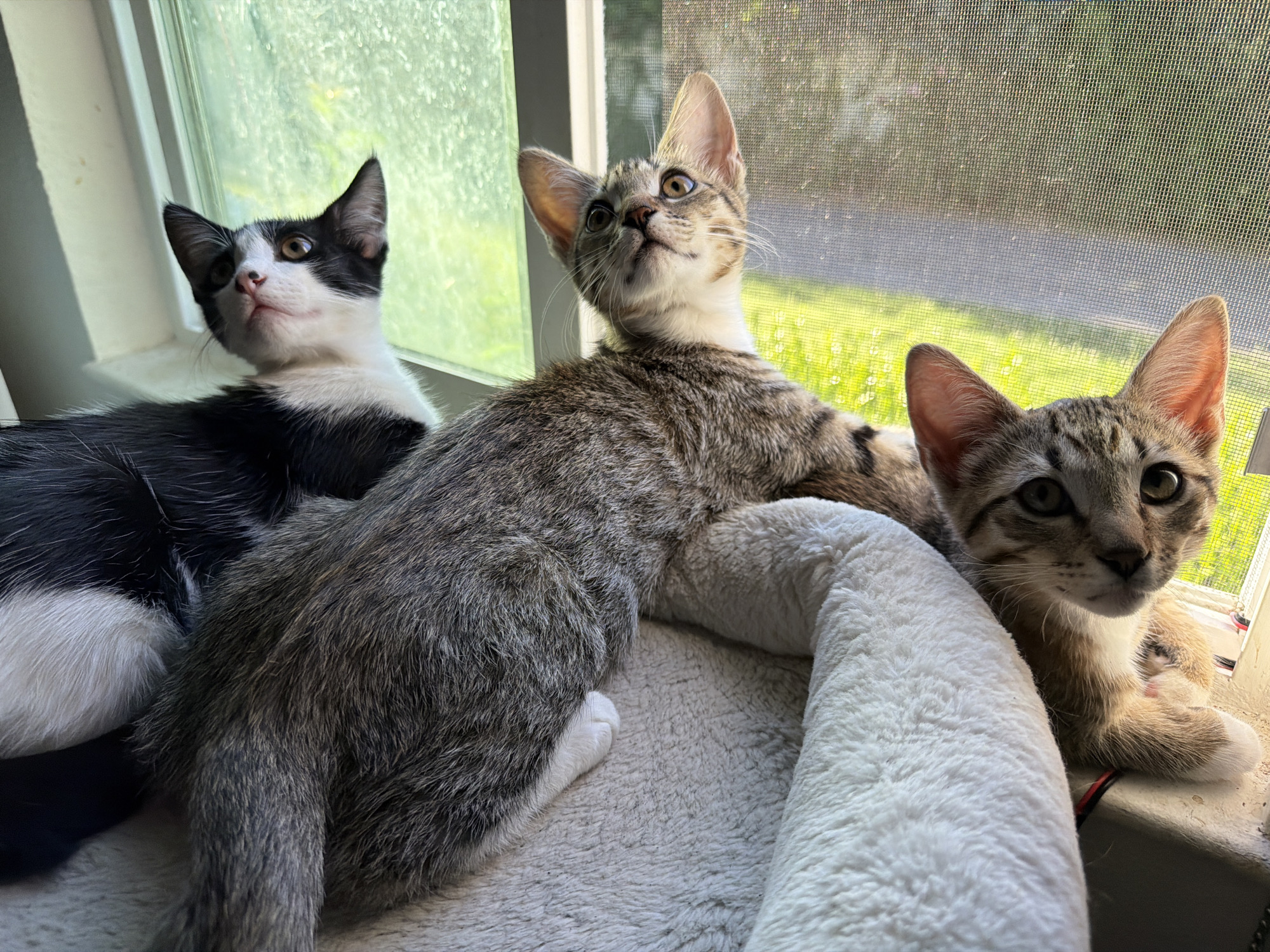 Three kittens are positioned on a soft, plush surface near a window. The kitten on the left has black and white fur and is looking upwards. The middle kitten is a tabby with gray and brown markings and is also looking up, resting on a white cylindrical object. The kitten on the right, also a tabby, is looking towards the camera with green eyes. The background shows a window with a screen, and beyond that, a grassy area with trees, suggesting an outdoor environment. The lighting indicates it is daytime. There is no information in the image to determine its location in Sacramento, California, United States of America.