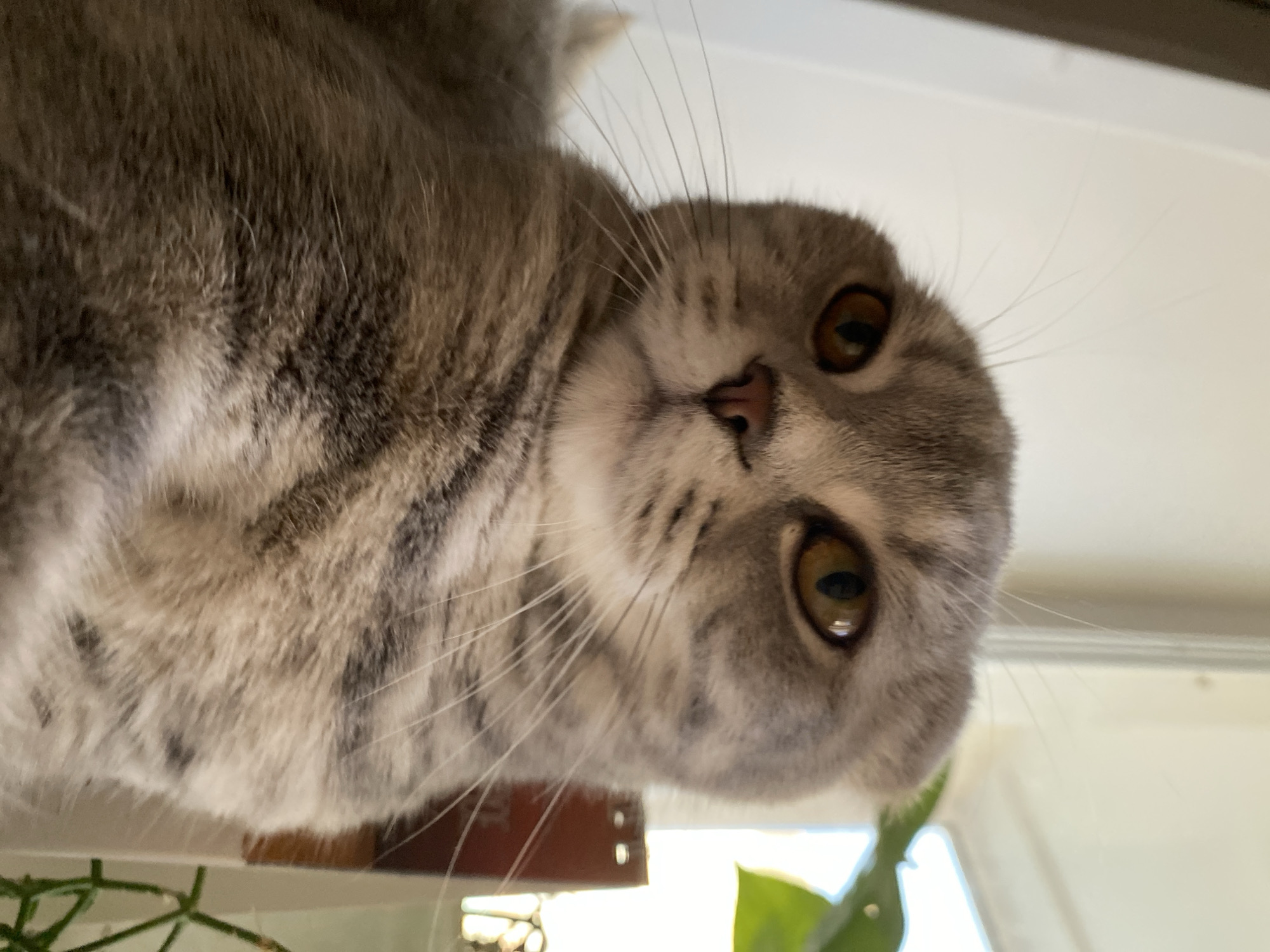 The image shows a close-up of a Scottish Fold cat with grey tabby markings and amber eyes. The cat is looking slightly to the left. In the background, a green plant is visible, along with a white wall and a window. The lighting suggests an indoor setting, possibly near a window. There are no people or any specific geographical markers to indicate the city of Votkinsk, Russia.