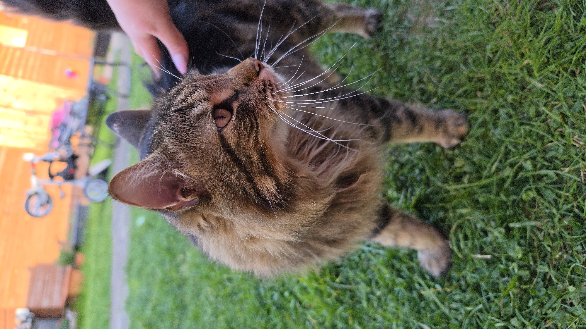 A close-up, high-angle shot captures a tabby cat being petted outdoors on green grass. The cat, with distinctive brown and black striped fur, is positioned centrally, looking upwards and to its right. Its long, white whiskers are prominent, fanning out from its muzzle. A human hand, with light-colored fingernails, is gently stroking the cat's head and neck, partially visible at the top left of the frame.
The cat's fur is a mix of rich browns and darker stripes, and its eye, visible on the right, appears light brown or amber. The textured green lawn fills much of the lower and right portions of the image. The background is softly blurred, revealing an orange wooden fence or wall on the left side and a indistinct object resembling a child's bicycle or tricycle further in the distance. The lighting is bright, suggesting it is daytime. The scene conveys a calm and affectionate interaction between the cat and its human companion in a garden or backyard setting. No visible text is present in the image.