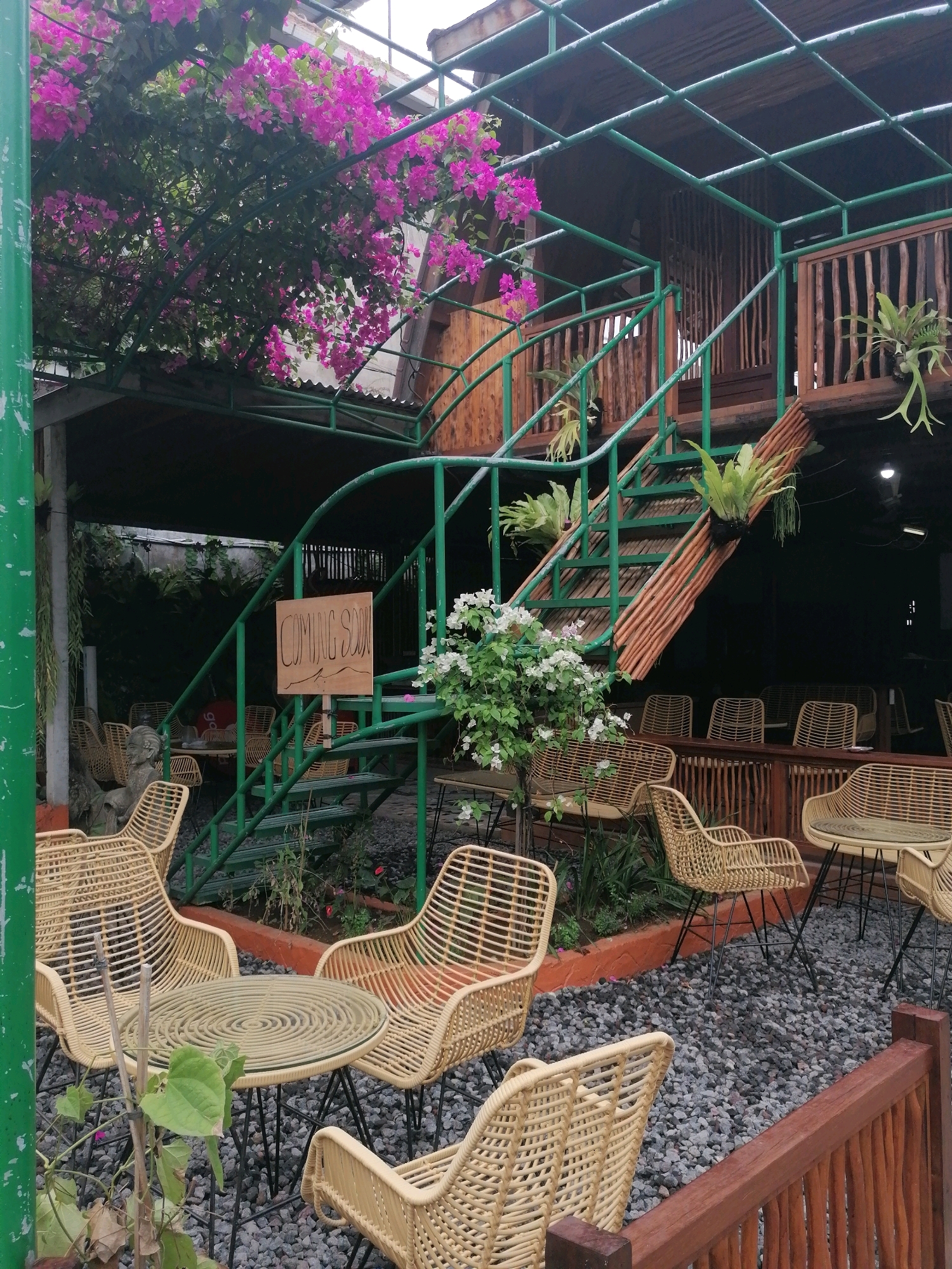 The image depicts an outdoor seating area of a restaurant or cafe, likely in Ubud District, Indonesia, given the tropical foliage and open-air structure. In the foreground, several light-colored wicker chairs surround round tables with woven bases and glass tops. The ground is covered in dark gray gravel. A green metal staircase with wooden railings ascends to an upper level of the structure, which is covered by a slatted wooden roof. Pink bougainvillea flowers cascade from above the staircase and the structure. A wooden sign with "COMING SOON" written in block letters is attached to the side of the staircase. Potted ferns and other greenery are placed strategically around the seating area and on the stairs. The overall ambiance suggests a relaxed, natural setting for dining or socializing.