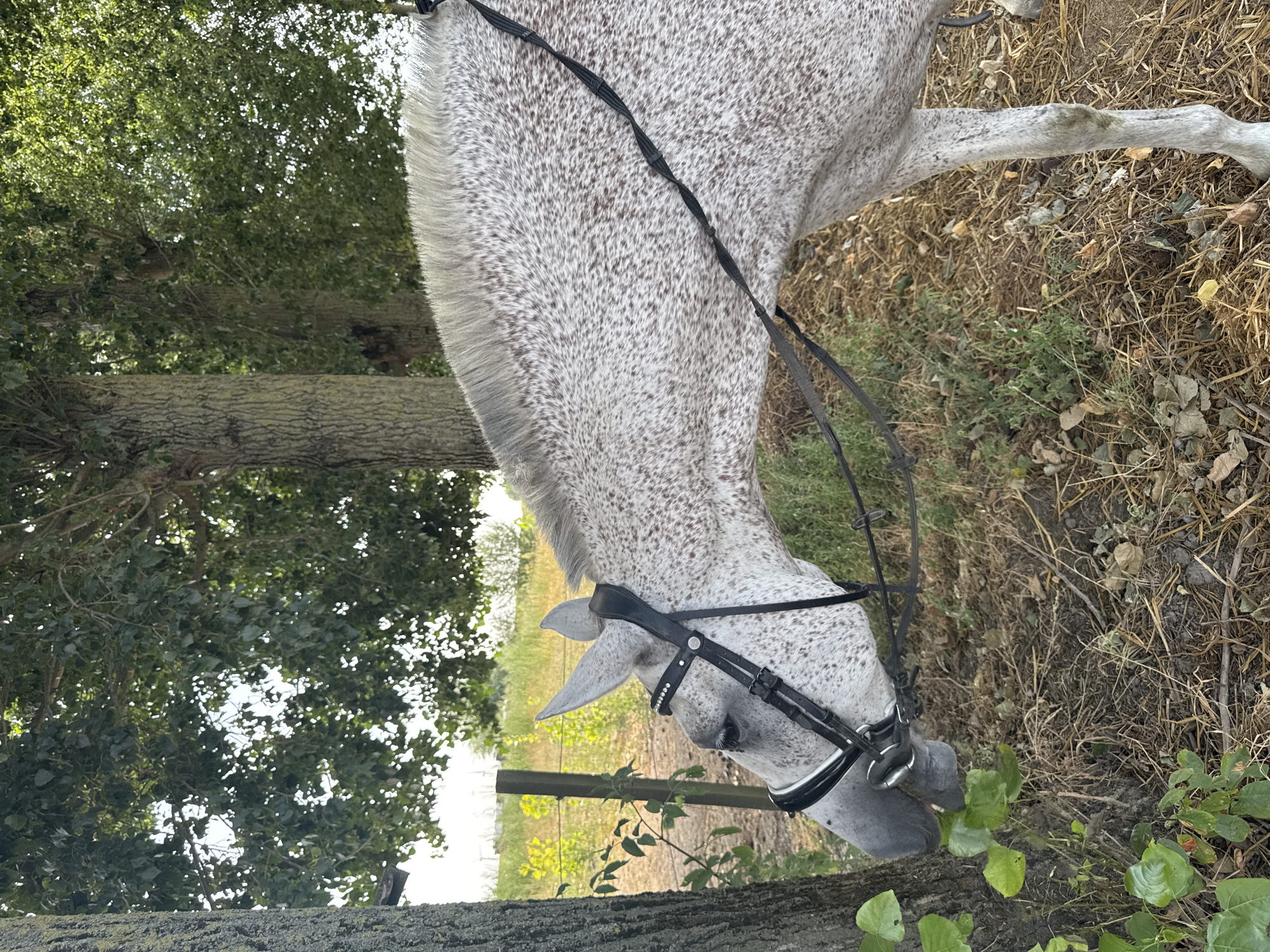 A dappled grey horse with a black bridle is shown in a grassy area with trees and a fence. The horse is facing left and appears to be grazing on some leaves from a tree. The image is taken outdoors in what looks like a rural setting. The location is in Estaimpuis, Belgium, near a canal.
