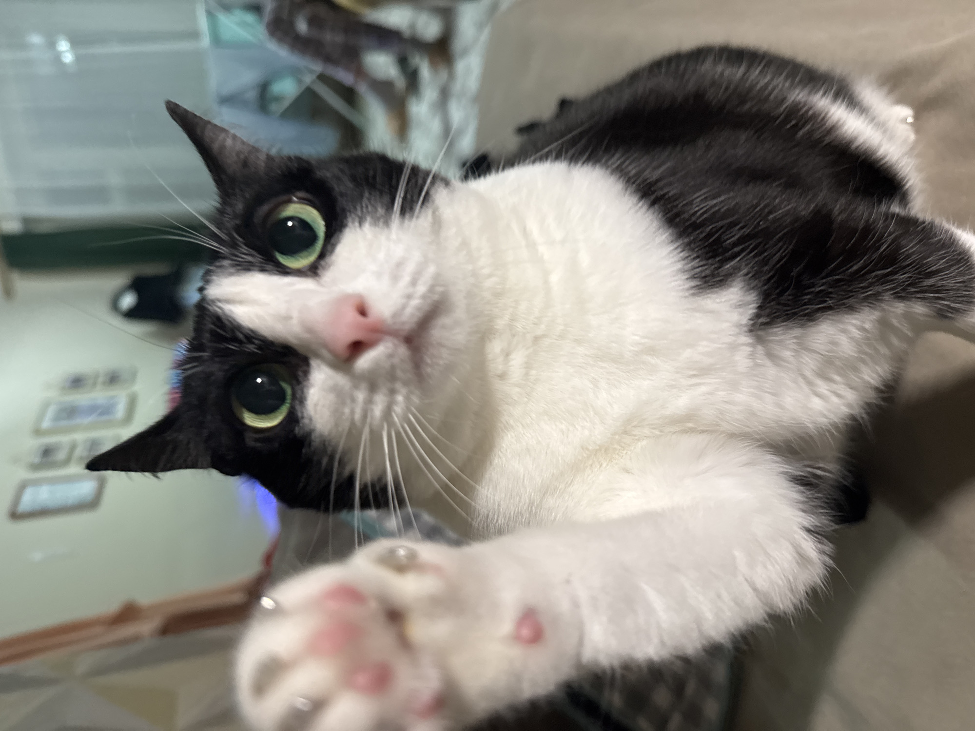 A close-up, high-angle shot shows a black and white cat with green eyes looking directly at the camera. The cat's left paw is extended towards the camera, showing pink paw pads. The cat has a pink nose and white whiskers. The background is slightly blurred, but includes a wall with framed pictures and a glass table. There is no evidence to suggest that the photograph was taken in the city of Chaikovsky, Russia.