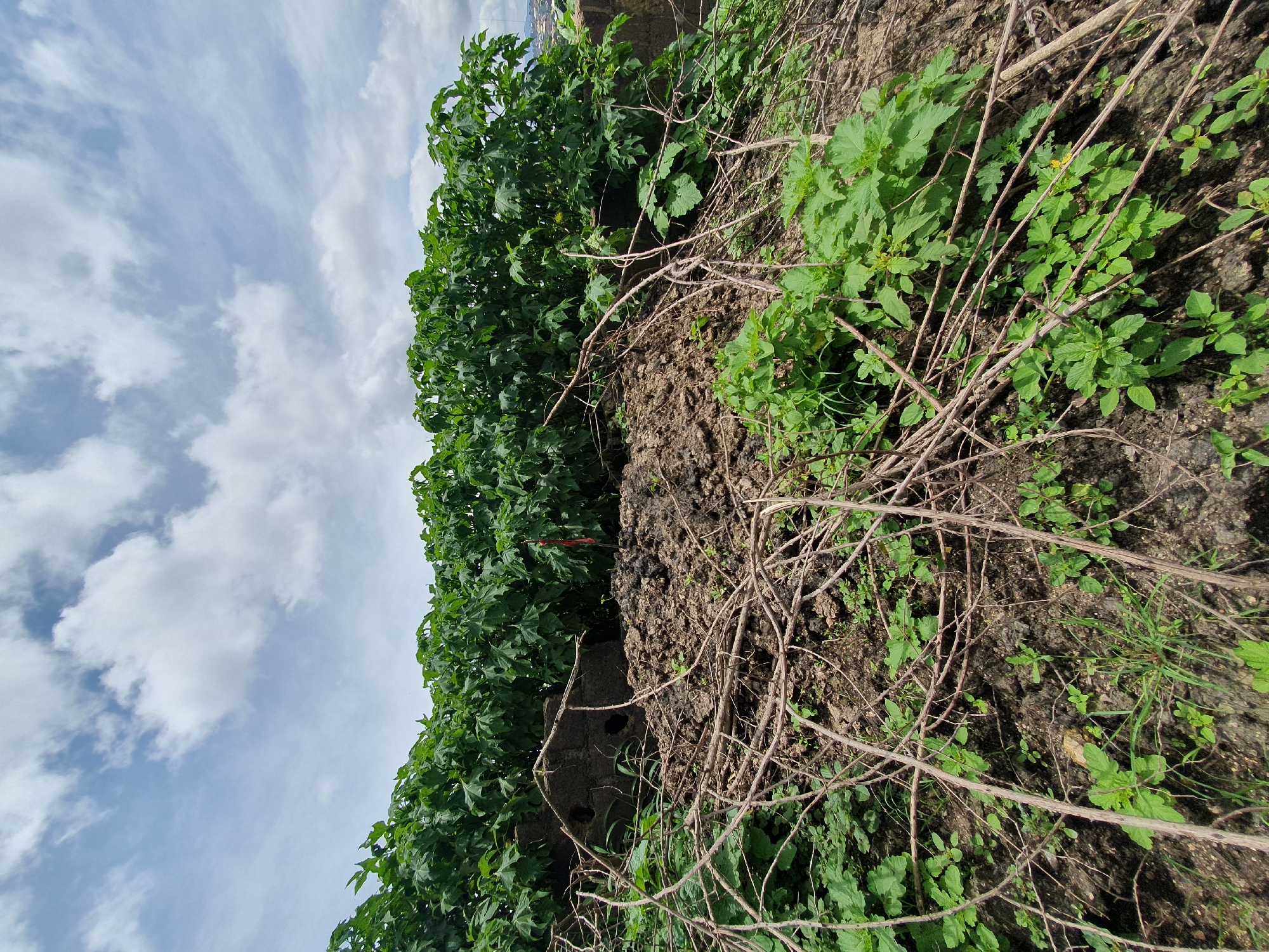 This is a ground-level, wide-angle shot of a rural area in Gura Top, Nigeria. The foreground is dominated by a pile of dark soil and dry, tangled branches, with patches of green vegetation growing amongst them. Behind this, a dense line of lush green plants with large, lobed leaves forms a natural barrier. The background reveals a bright sky with scattered white clouds. The overall scene depicts an overgrown, natural landscape, likely an uncultivated area on the outskirts of a settlement. There are no people visible in the image.
