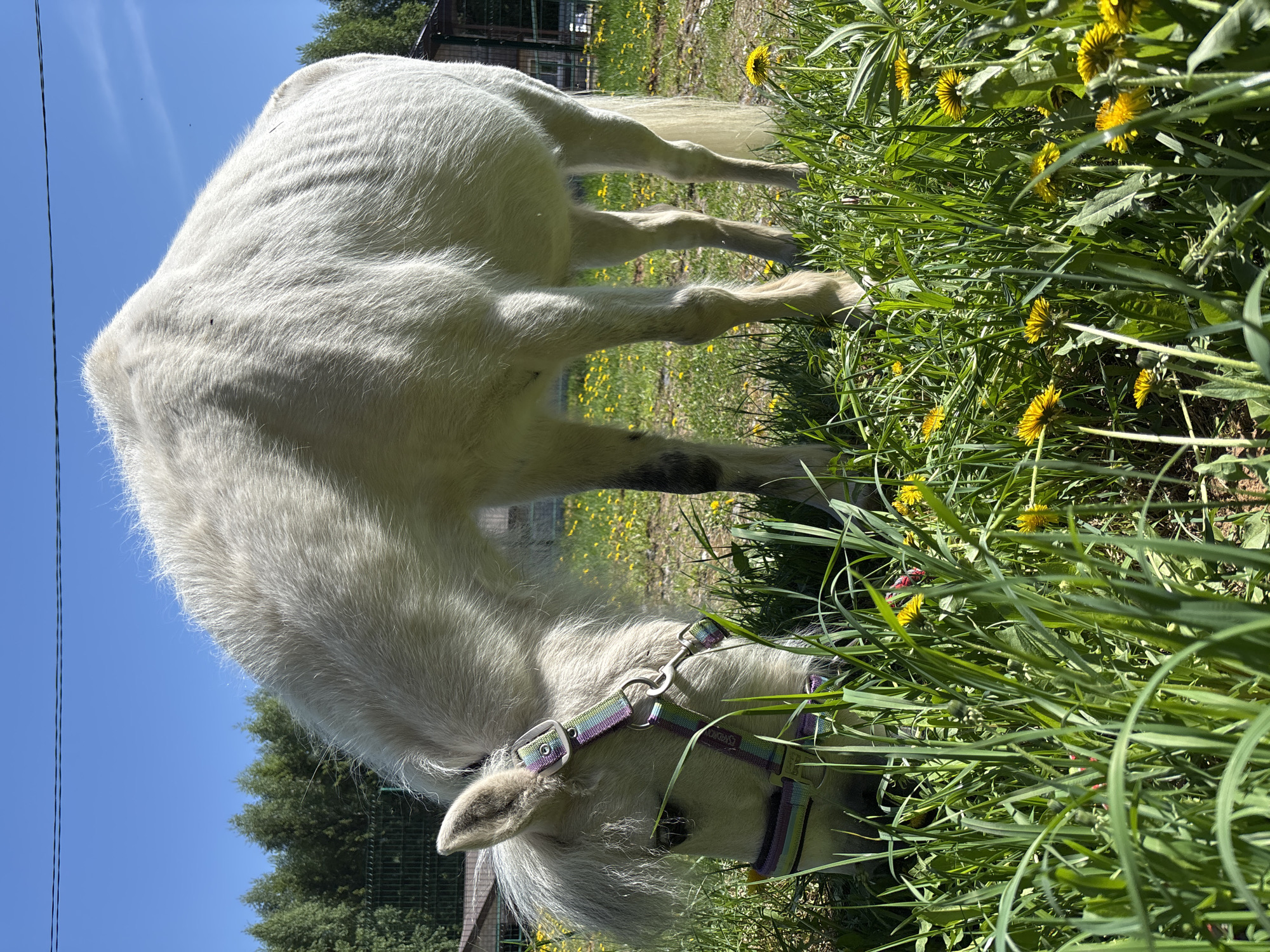 A white horse, wearing a purple and green halter, grazes in a field of grass and dandelions. The photo appears to be taken outdoors on a sunny day in Русский Вожой, Russia. Trees and a building are visible in the background. Overhead power lines are in view at the left.