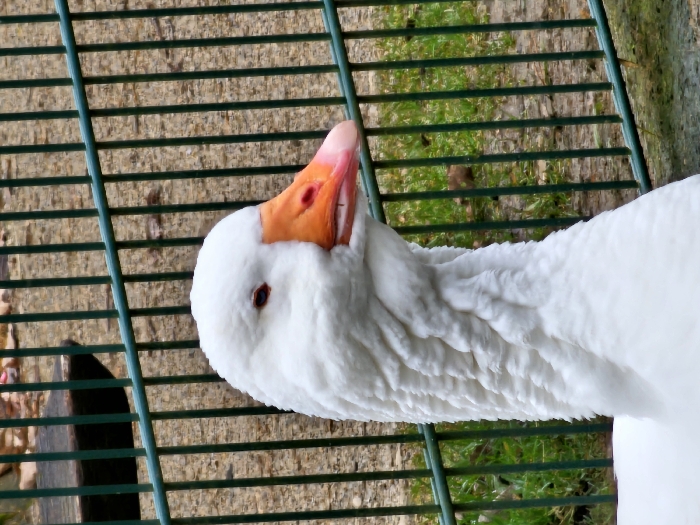 A white goose is seen close up through a green metal fence. The goose has an orange beak that is open, a white head, and a long, ridged neck. Behind the fence, there's a blurred background that includes green grass, trees, and a hint of brown leaves. A dark object is visible in the bottom left corner of the frame.