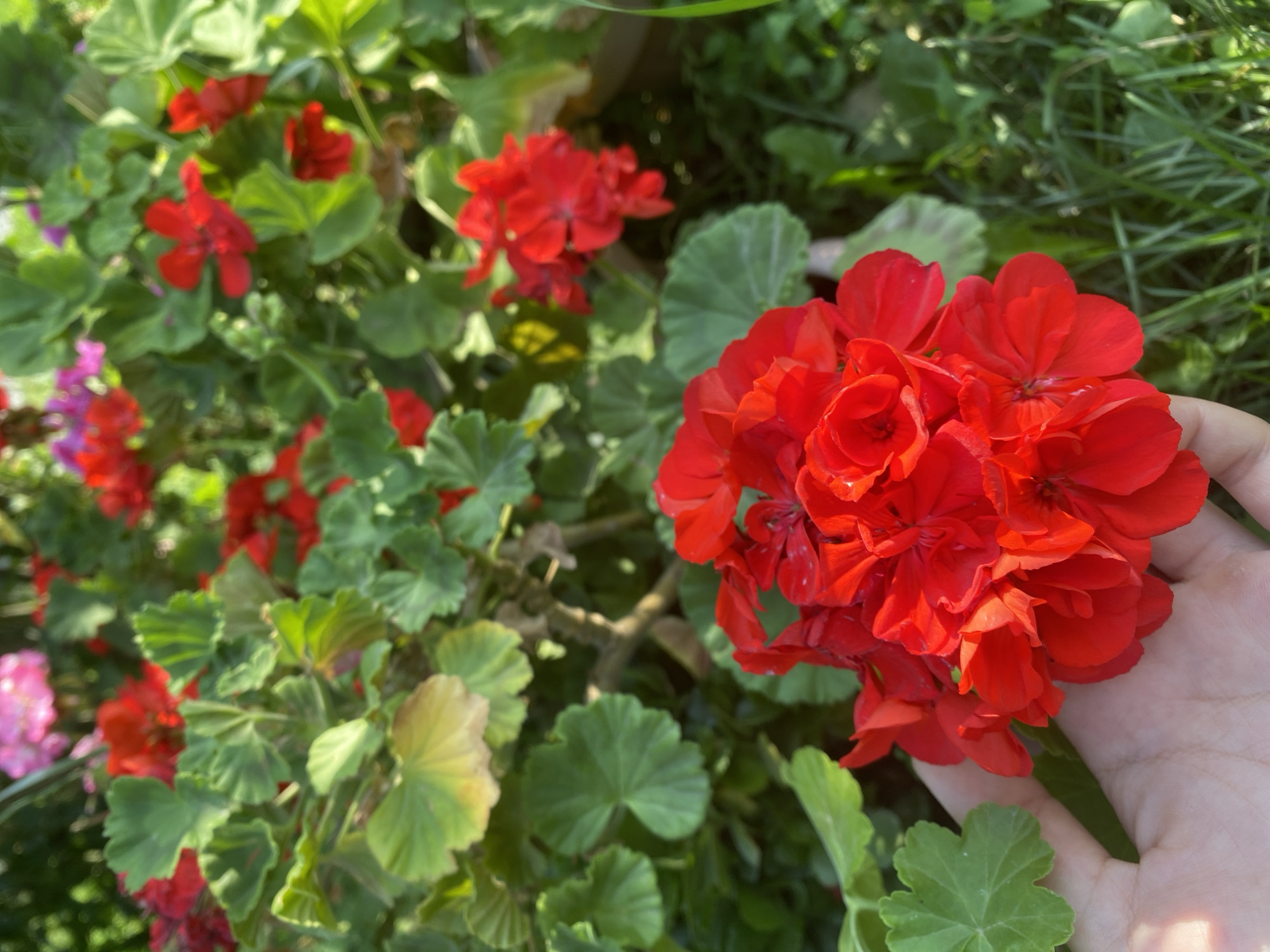 A hand is holding a cluster of red geranium flowers in the foreground of the image. The hand is light-skinned and appears to be gently cupping the flowers. Behind the hand and flowers, a dense garden setting is visible, filled with green leaves and more red and pink flowers, some of which are out of focus. The lighting suggests it is daytime, with sunlight filtering through the foliage, creating highlights and shadows. The overall scene is a close-up view of a vibrant garden. The location is unknown.
