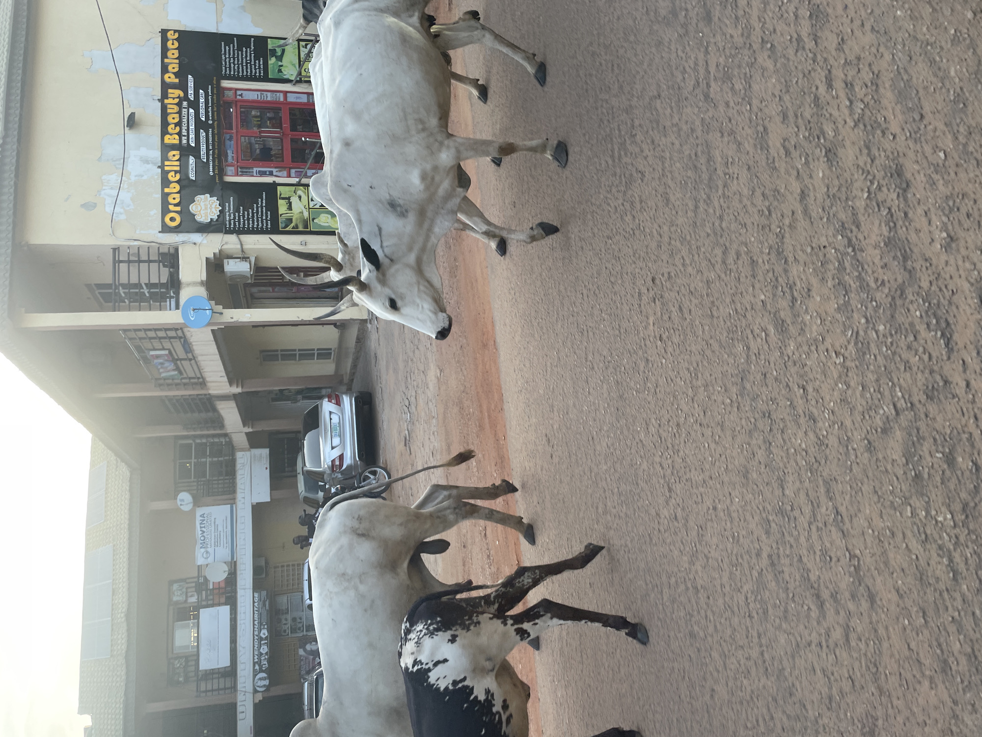 In Narayi, Nigeria, several cows are walking on a dirt road in front of buildings. Two white cows, one with black markings on its ears, are the most prominent subjects, with one facing the camera and the other walking away. A smaller black and white cow is also visible in the foreground. A silver Mercedes-Benz sedan is parked in the background, near a building with solar panels on its roof. A business named "Orabella Beauty Palace" is advertised on a sign on one of the buildings. The sky is overcast, and the lighting suggests it is either early morning or late afternoon.