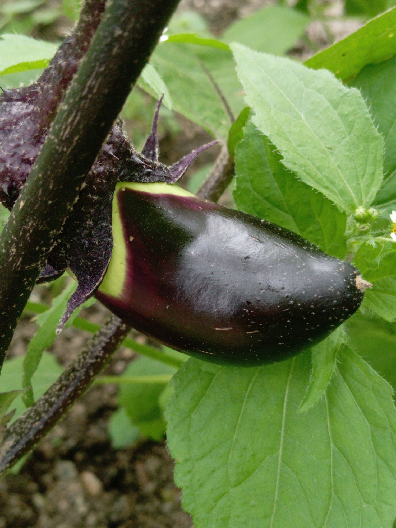 A close-up, eye-level shot shows a dark purple, unripe eggplant growing on a thorny stem. The eggplant is elongated and slightly curved, with a vibrant green calyx at its base. The stem is thick and dark, covered in fine, pale hairs and sharp, purple thorns. The background is filled with lush green foliage, some leaves being slightly blurred, suggesting a shallow depth of field. The soil is visible in patches, a mix of dirt and small stones. The lighting appears to be natural daylight, casting soft shadows. There are no people or animals present in the image. The scene is likely a garden or a natural setting within the city of Artyom, Russia.