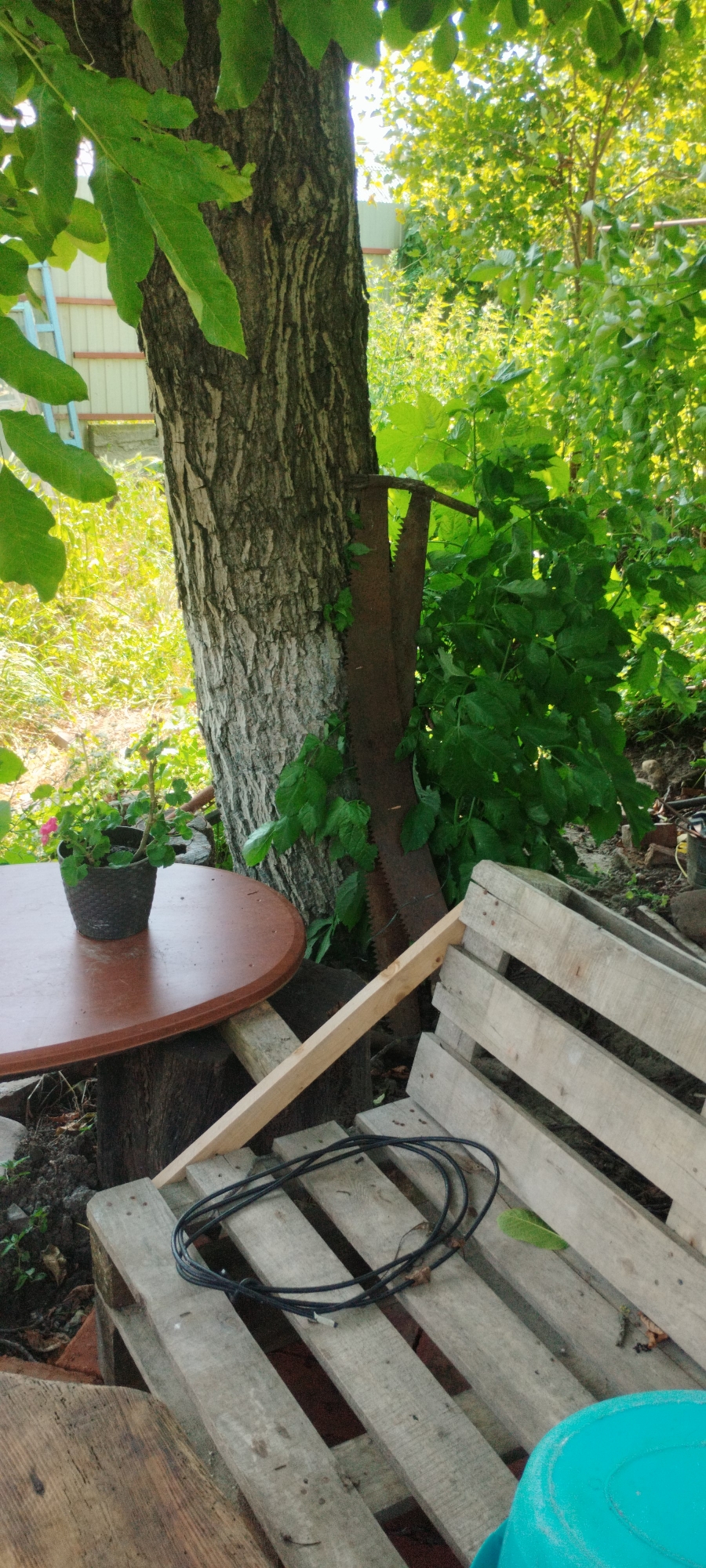 In a sun-dappled outdoor setting, likely in Yaroslavskaya, Russia, a weathered tree trunk stands prominently, its rough bark textured by time. Leaning against the tree is a rusty, two-handled saw, its teeth exposed and aged. To the left of the tree, a round, reddish-brown table is supported by a rough wooden stump, with a small potted plant containing a pink flower visible on its surface. In the foreground, a rustic bench constructed from wooden pallets is situated, with a coiled black cable resting on its slats. Beyond the immediate scene, lush green foliage and dappled sunlight create a sense of a garden or natural area.
