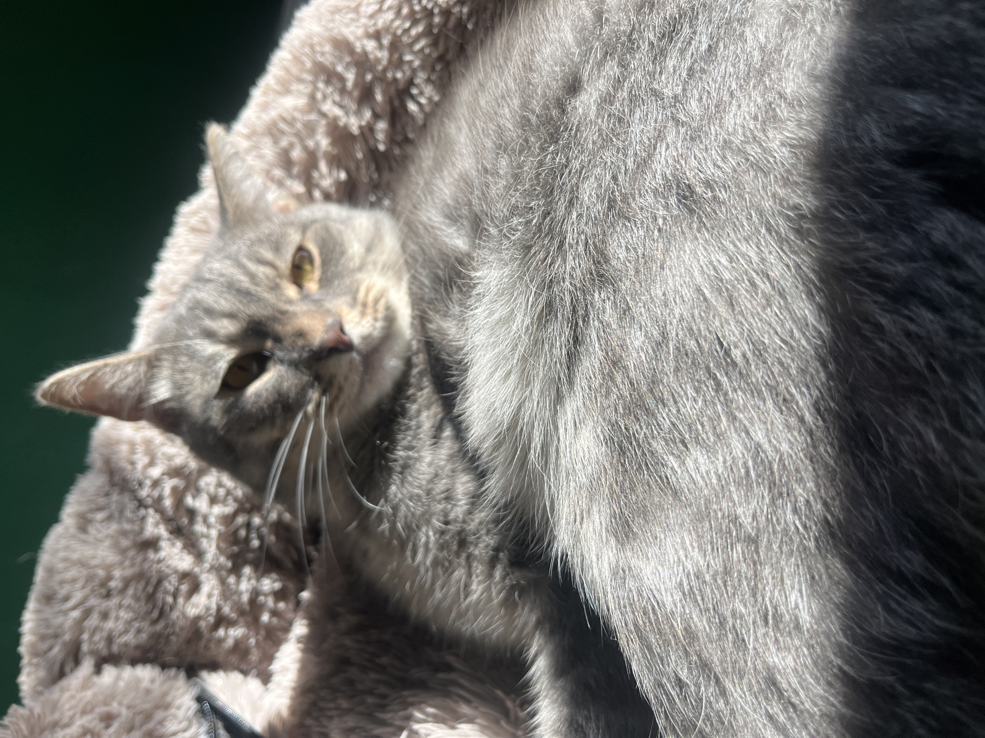 A close-up shot focuses on a grey tabby cat resting on a fluffy, light-colored pet bed. The cat is partially obscured by its own fur, with its head and a portion of its body visible. Sunlight casts strong shadows across the scene, highlighting the texture of the cat's fur and the pet bed. The background is a dark, solid color, likely a wall or curtain. There is no visible indication of the location within the city of Nizhny Tagil, Russia.