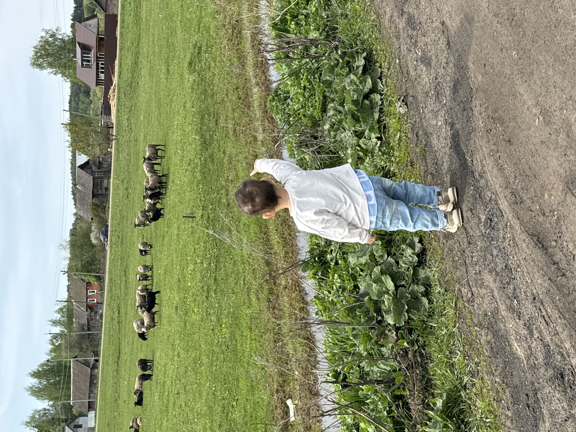 A child stands on a dirt path in Большой Букор, Russia, pointing towards a field. The field is filled with green grass and a flock of sheep. Buildings and trees border the field's edge. A small body of water separates the path from the field. The child is wearing a white shirt, blue jeans, and sneakers. The sky is partially cloudy.