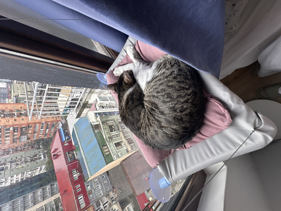 A domestic short-haired tabby cat, predominantly dark brown with distinctive stripes and white fur on its underside and paws, rests curled up in a sleeping position. The cat is situated on a small pink cushion, which is supported by a light grey fabric window hammock. The hammock is affixed to the windowpane via at least two visible clear plastic suction cups. To the right, a dark blue curtain partially obstructs the interior view.
The window overlooks a densely populated urban area, consistent with the city of Batumi, Georgia. The weather appears overcast with evidence of recent precipitation, as indicated by wet rooftops. Below and across from the window, several multi-story residential and commercial buildings are visible. Notable structures include a building with a bright red sloped roof, another with a distinctive teal/blue sloped roof, and various apartment blocks displaying a mix of older and more contemporary architecture, some featuring metal-railed balconies. Taller, more modern high-rises are visible in the background. The overall impression is a high-rise vantage point within an urban landscape.