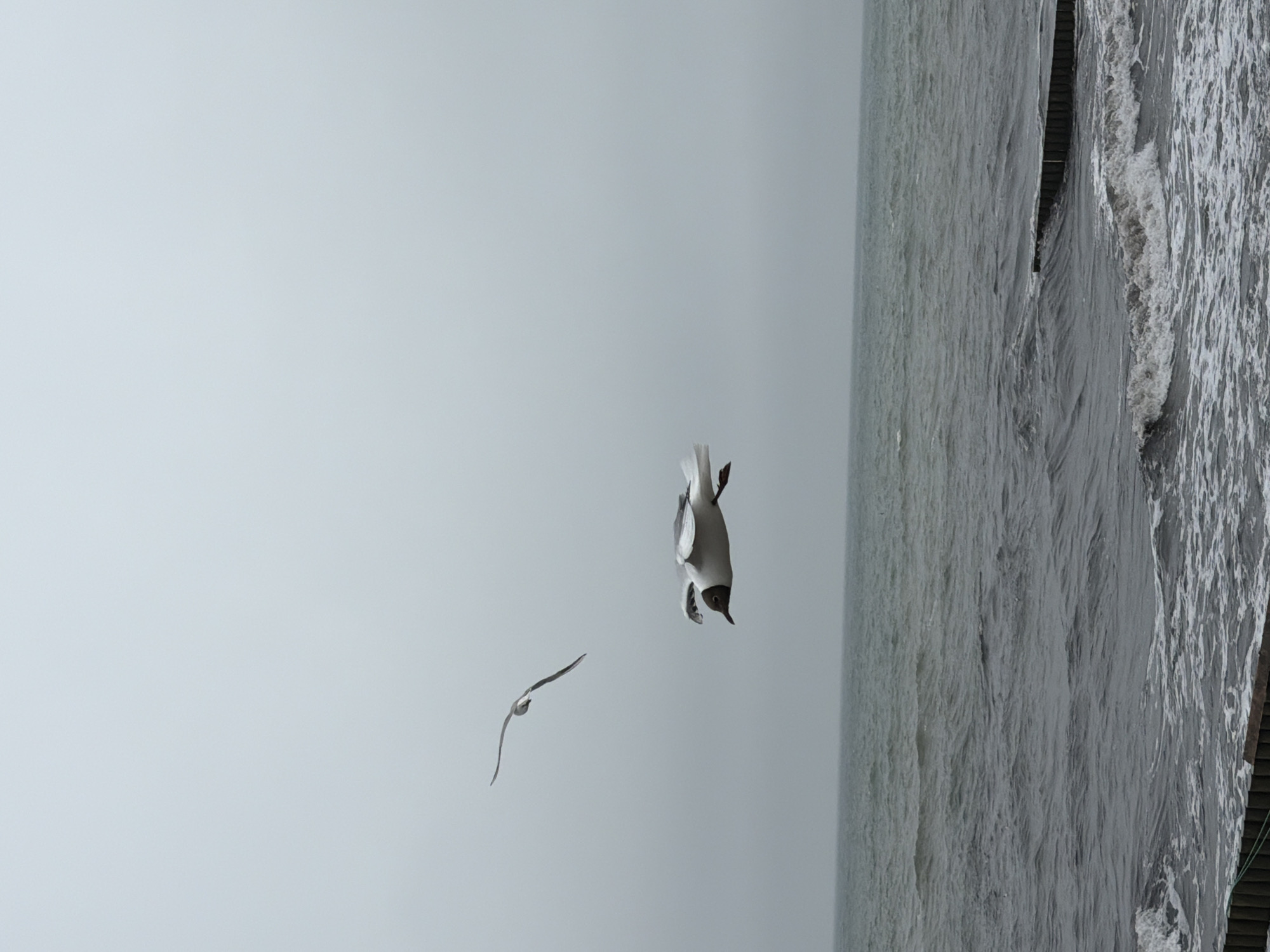 Two seagulls are captured in mid-flight over the choppy, grey waters of the Baltic Sea. The seagull in the foreground is closer to the camera, with its wings outstretched and its body angled slightly downwards, appearing to be diving. It has white plumage with black markings on its wings and a dark head. The second seagull is further away and higher in the sky, its wings also spread, but its body is more horizontal as it soars. The sky is overcast, creating a muted, grey atmosphere. The sea is a dark, turbulent grey, with visible waves and foam. Along the bottom of the image, a series of wooden groynes protrude from the water, breaking the line of the shore and creating a textured foreground. The overall scene depicts a natural, somewhat stark coastal environment under a cloudy sky. This scene is likely located on the coast of Zelenogradsk, Russia, a city known for its Baltic Sea shoreline.