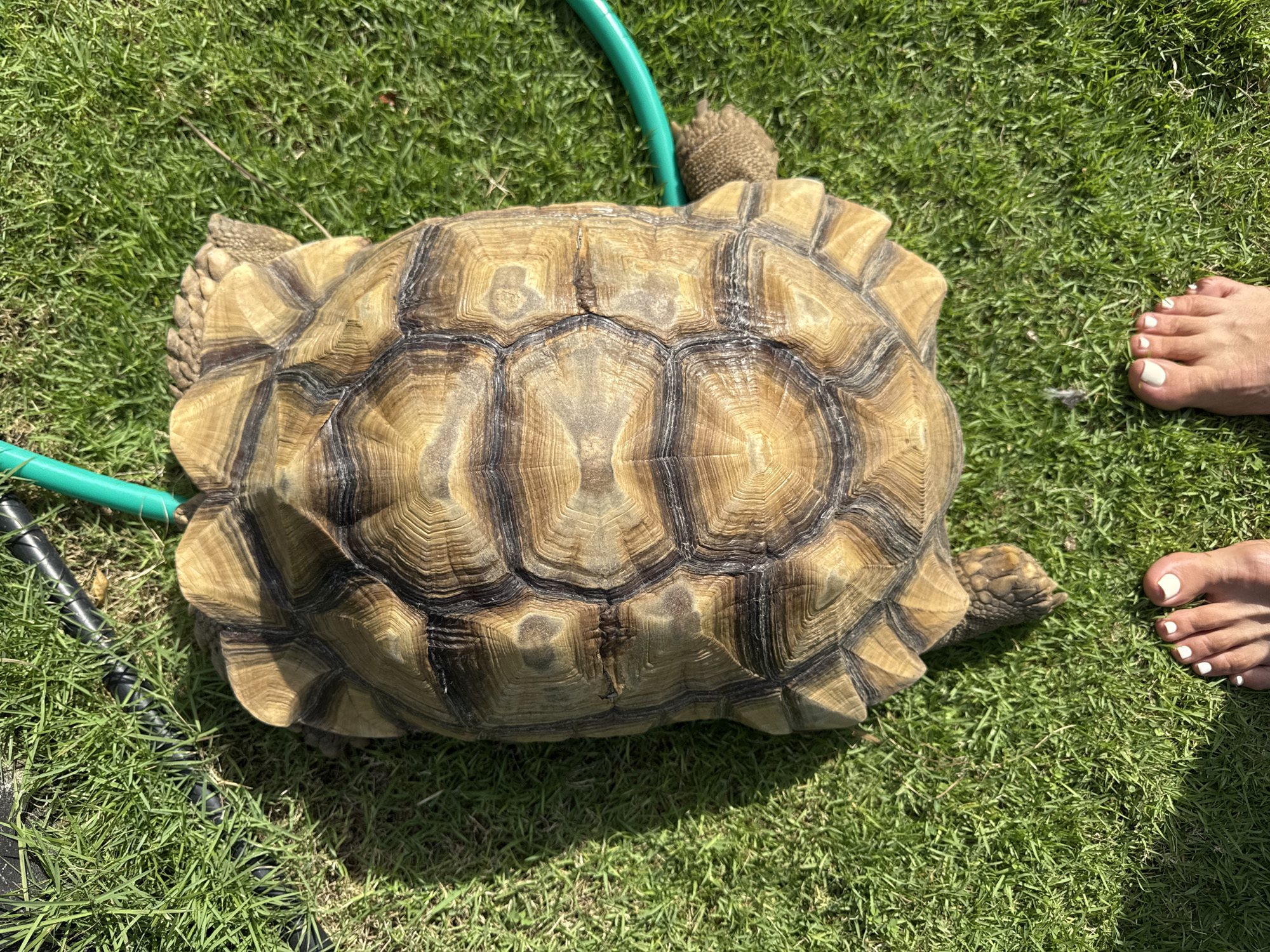 The image depicts a tortoise on a patch of grass. A green garden hose and a black garden tool are present. A pair of human feet are visible on the right edge of the frame, with white nail polish. The scene is brightly lit. There is no indication in the image that it is located in Kuta Selatan, Indonesia.
