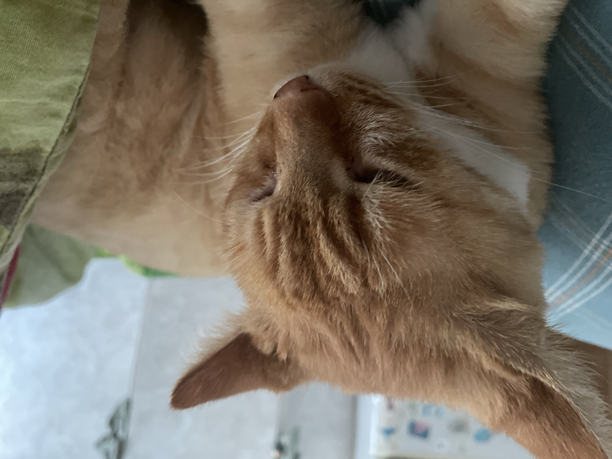 The image is a close-up, eye-level shot of an orange tabby cat with its eyes partially closed, suggesting it is relaxed or sleeping. The cat's fur is a warm, orangey-brown with darker tabby stripes visible on its forehead and ears. A patch of white fur is present on its chest, extending up towards its chin. The cat is resting on what appears to be a striped blue surface on the left, possibly a blanket or pillow, and a crinkled green fabric on the right. The background is out of focus, showing hints of indoor objects like a white wall and possibly some shelving with blurred colorful items. There is no indication of Krasnodar, Russia, or any specific urban environment.