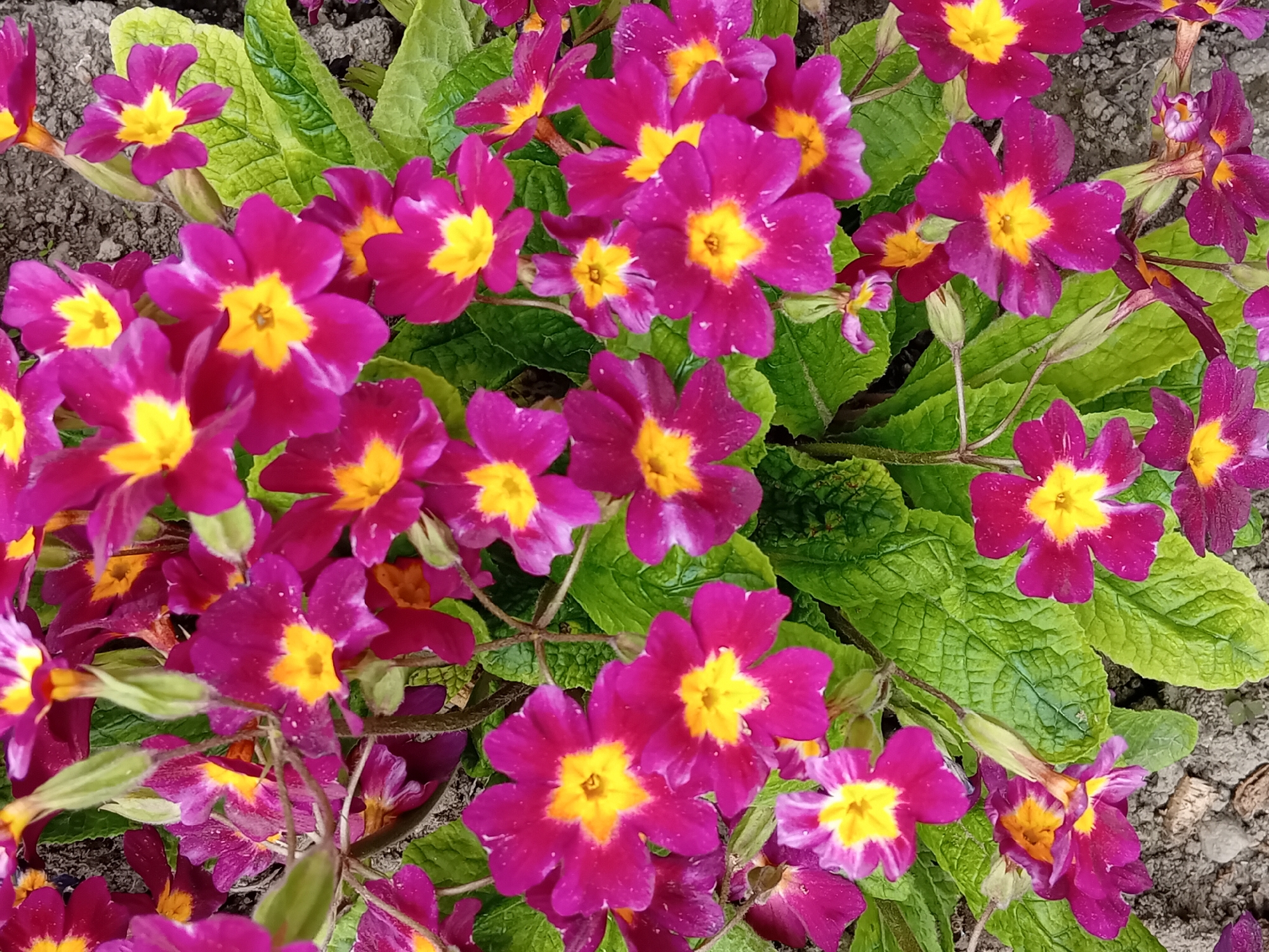 A dense cluster of vibrant purple and yellow primrose flowers fills the frame, interspersed with textured green leaves. The background is a muted brown soil, suggesting an outdoor setting, possibly a garden or flower bed. The location is not specified.