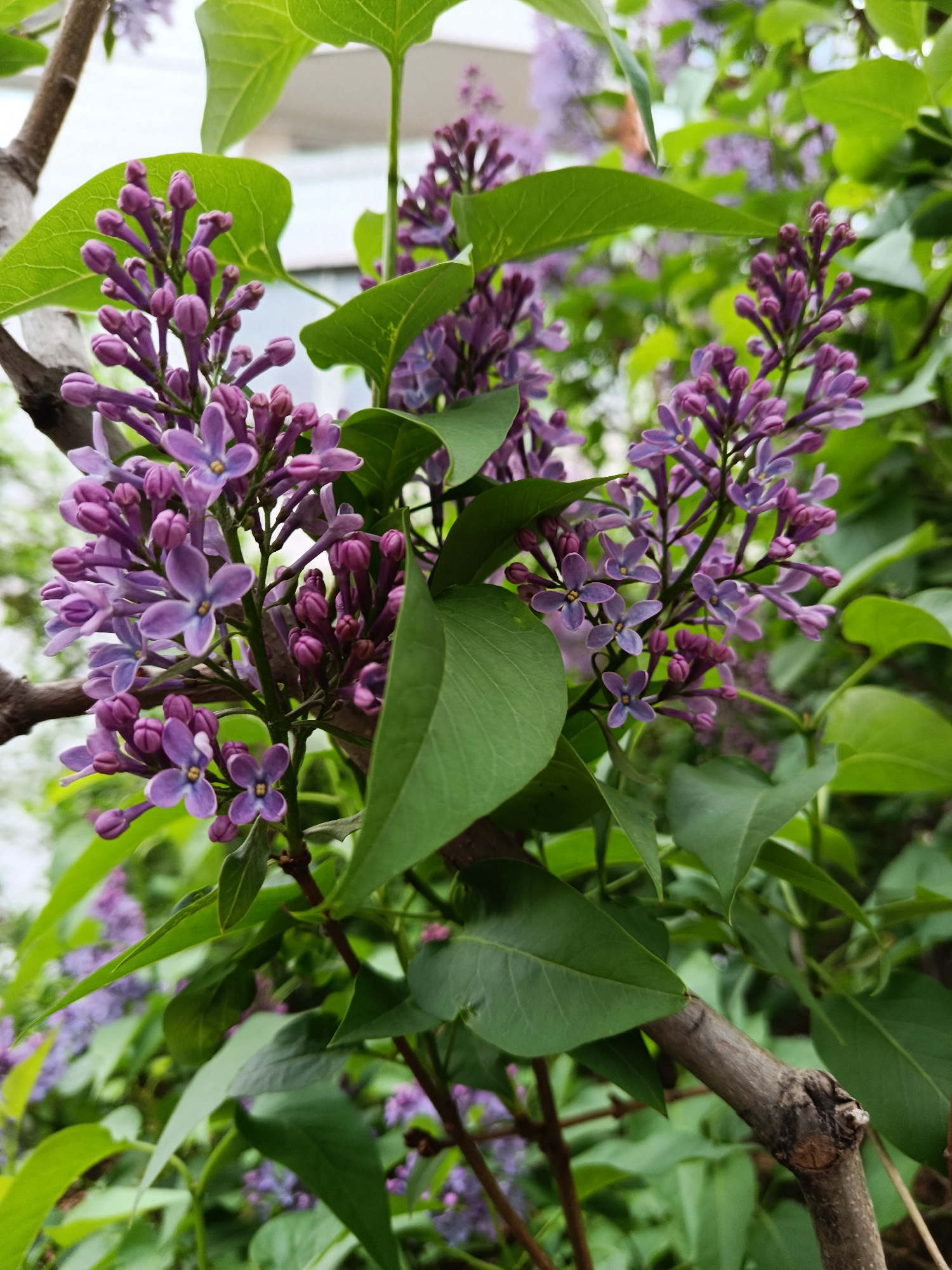 The image shows a close-up view of blooming lilac flowers with green leaves. The purple flowers are in various stages of bloom, with some still in bud form. The location is likely in Moscow, Russia, due to the prevalence of lilacs in urban gardens and parks during the spring. No people or animals are visible. The focus is on the flowers and foliage, suggesting a natural setting within an urban environment. The presence of branches indicates that the lilac is part of a larger shrub or tree.