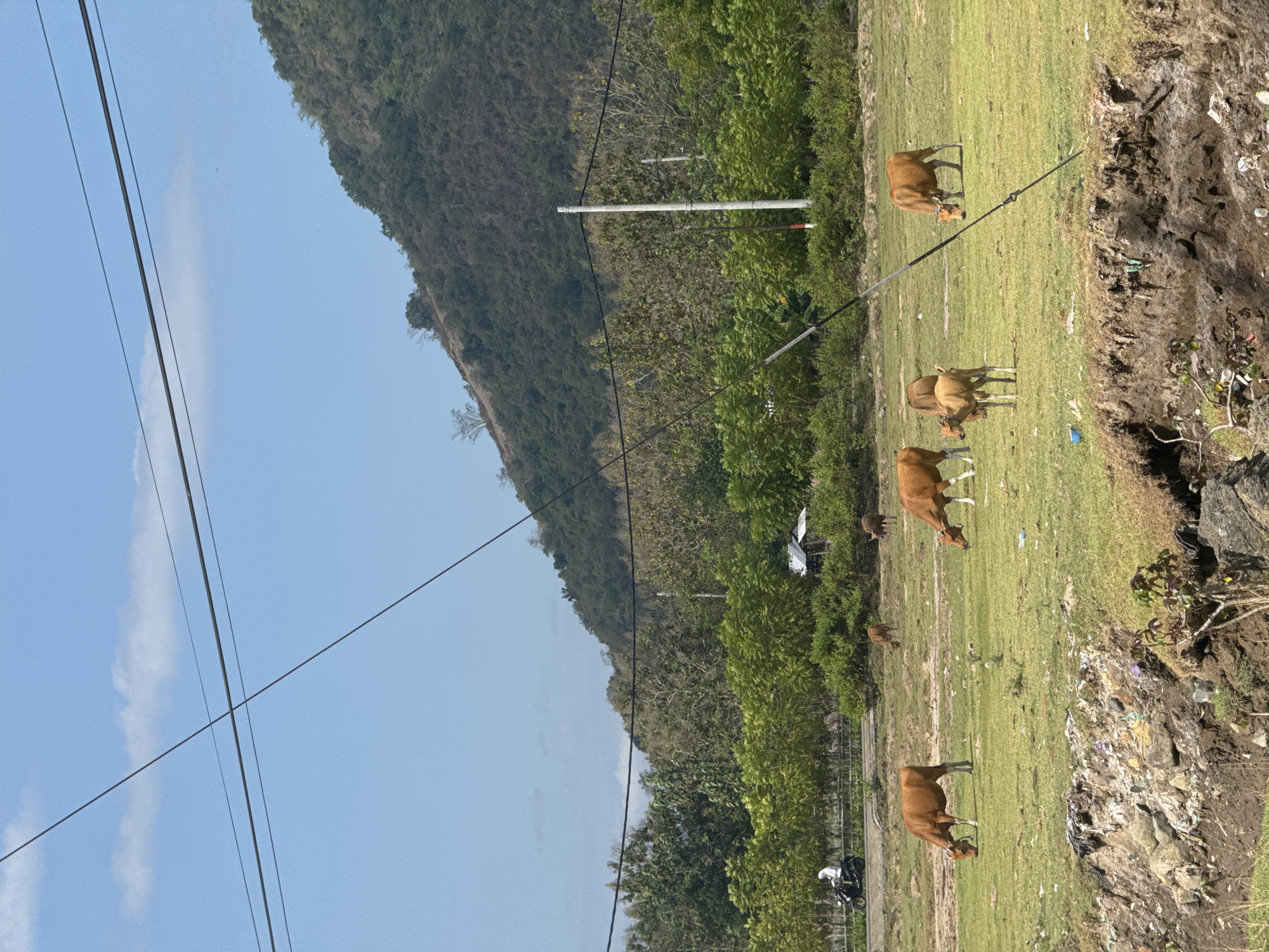 This is a photograph taken on a bright, sunny day in Desa Lamunga, Indonesia. The scene depicts a rural landscape with a prominent hill covered in green vegetation in the background. In the middle ground, there is a lush green field where several brown cows are grazing. Some of the cows are adult, while others appear to be calves. A small, rudimentary structure, possibly a shed or shelter, is visible on the right side of the field. In the far left of the image, a person wearing white is riding a motorcycle on a paved road that runs along the edge of the field. Overhead, several dark electrical wires crisscross the sky. The foreground shows a steep, eroded embankment littered with rocks, debris, and some plastic waste. The overall impression is of a working rural landscape, potentially a pasture area near a road and residential or agricultural development, with a natural hilly backdrop.