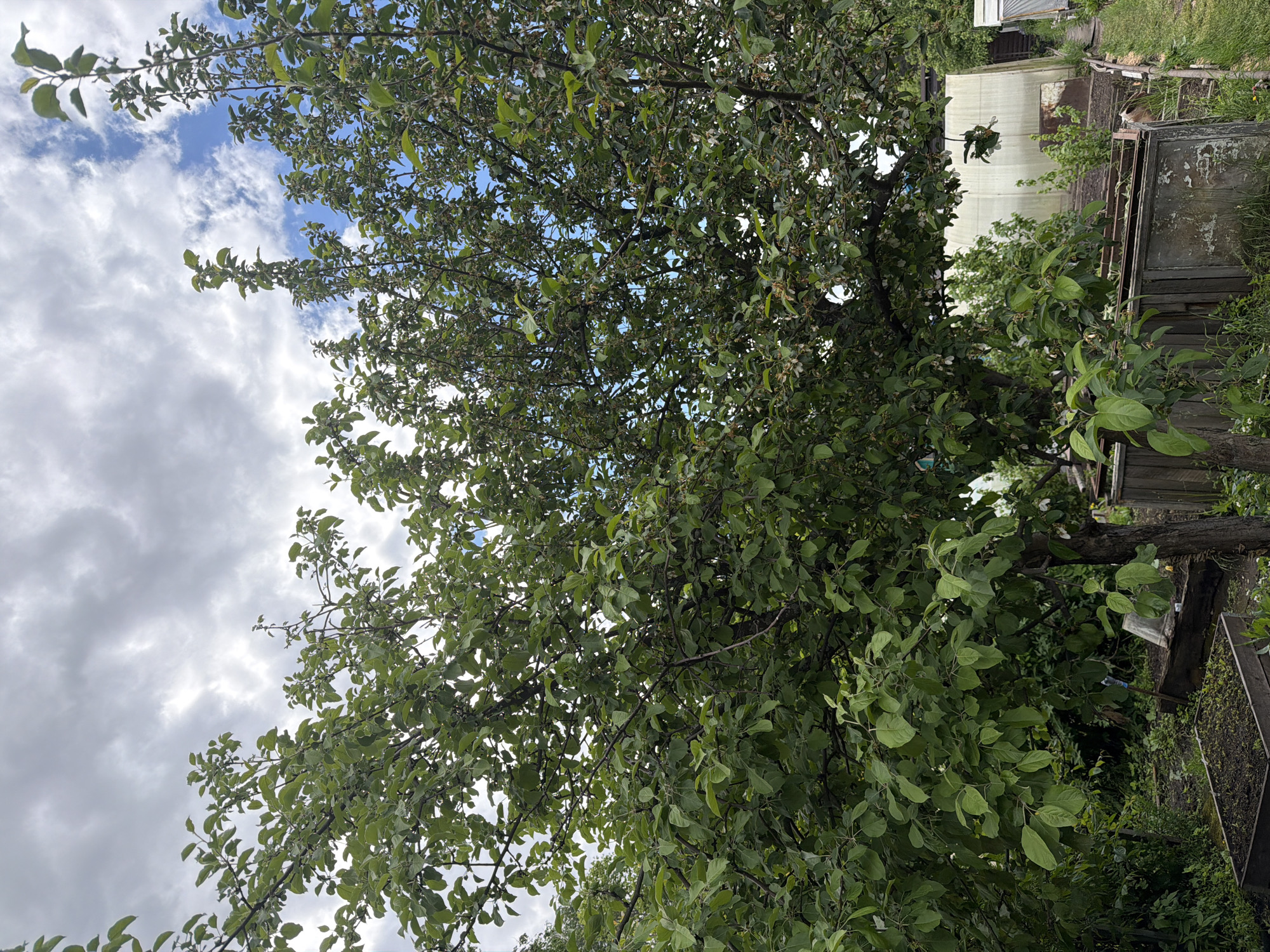 The image presents a verdant tree, its branches laden with green leaves, set against a backdrop of a partly cloudy sky. Adjacent to the tree, a collection of miscellaneous objects and structures can be seen, including what appears to be sections of a building or shed, and wooden containers. The overall setting suggests a backyard or garden area.