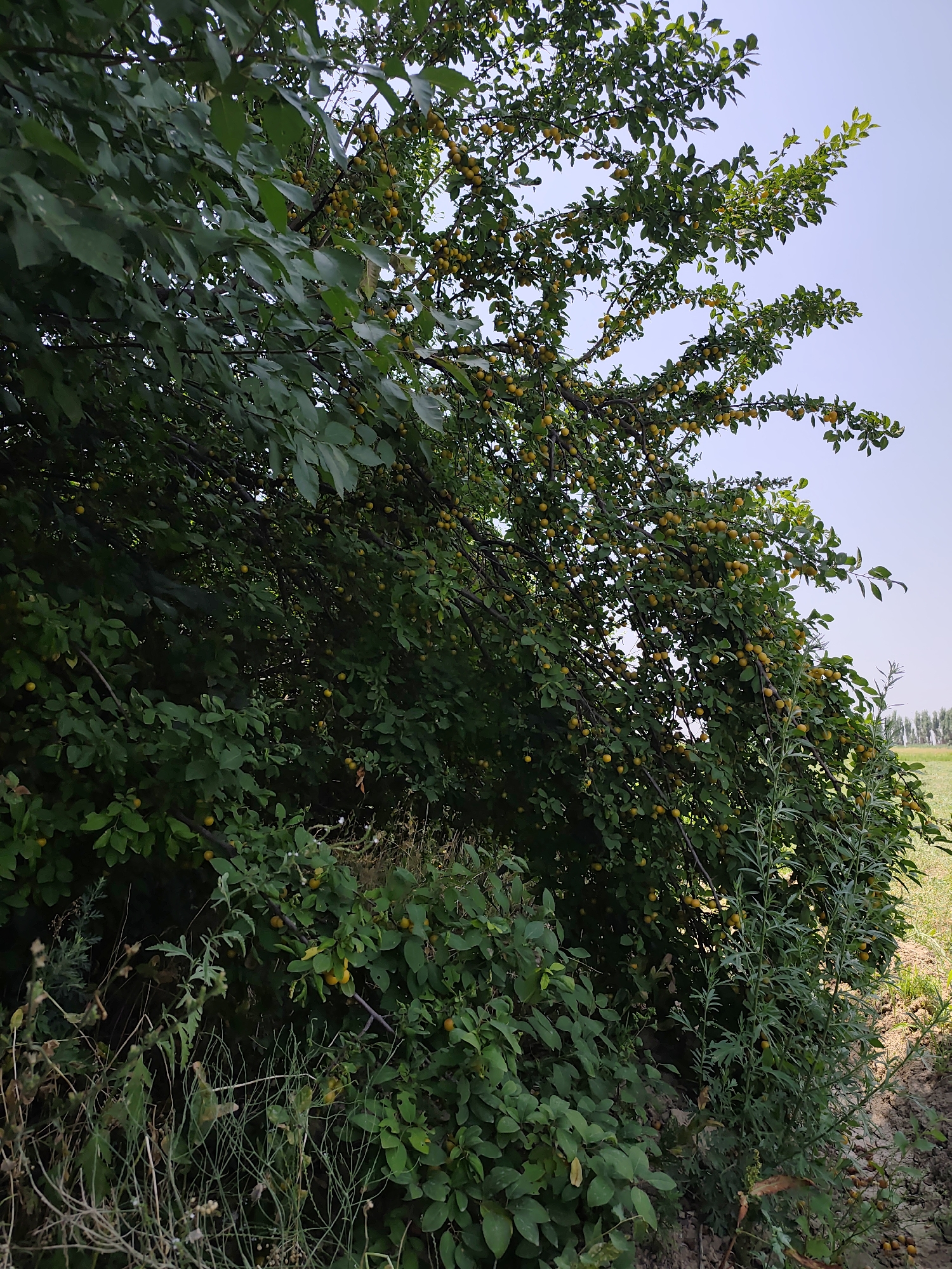 A low-angle shot captures a dense green tree laden with small, yellow fruits, possibly plums or cherries, against a pale blue sky. The tree branches extend from the left side of the frame, heavily foliaged and bearing clusters of the yellow fruit. The lower portion of the image is dominated by dark green foliage, with some dry, brown grasses and thinner branches in the foreground. To the right, a patch of dry, light brown earth with some sparse, thin green plants is visible. In the far distance, a blurred green field and a line of trees under a hazy sky suggest an outdoor rural or agricultural setting. The scene is static and appears to be a natural, undeveloped area.