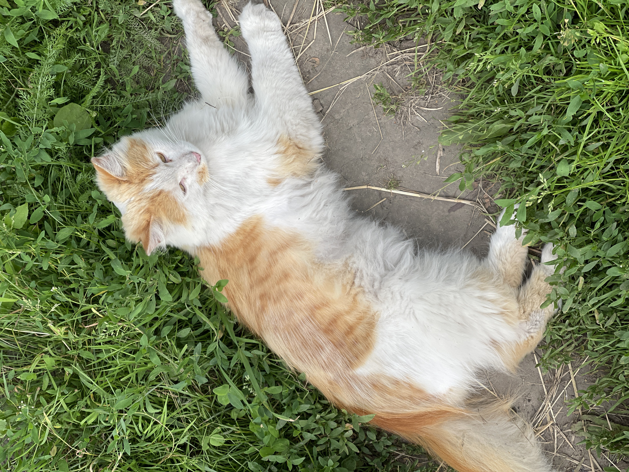 A ginger and white cat lies on its back in the grass, its paws splayed out. The cat's eyes are partially closed, and it appears to be relaxed. The cat's fur is long and fluffy, with patches of ginger and white. The grass is green and lush, with some dry leaves and twigs scattered amongst it. The ground beneath the grass is visible in some areas, appearing to be dirt. The lighting suggests it is daytime, likely outdoors. There is no visible text in the image.