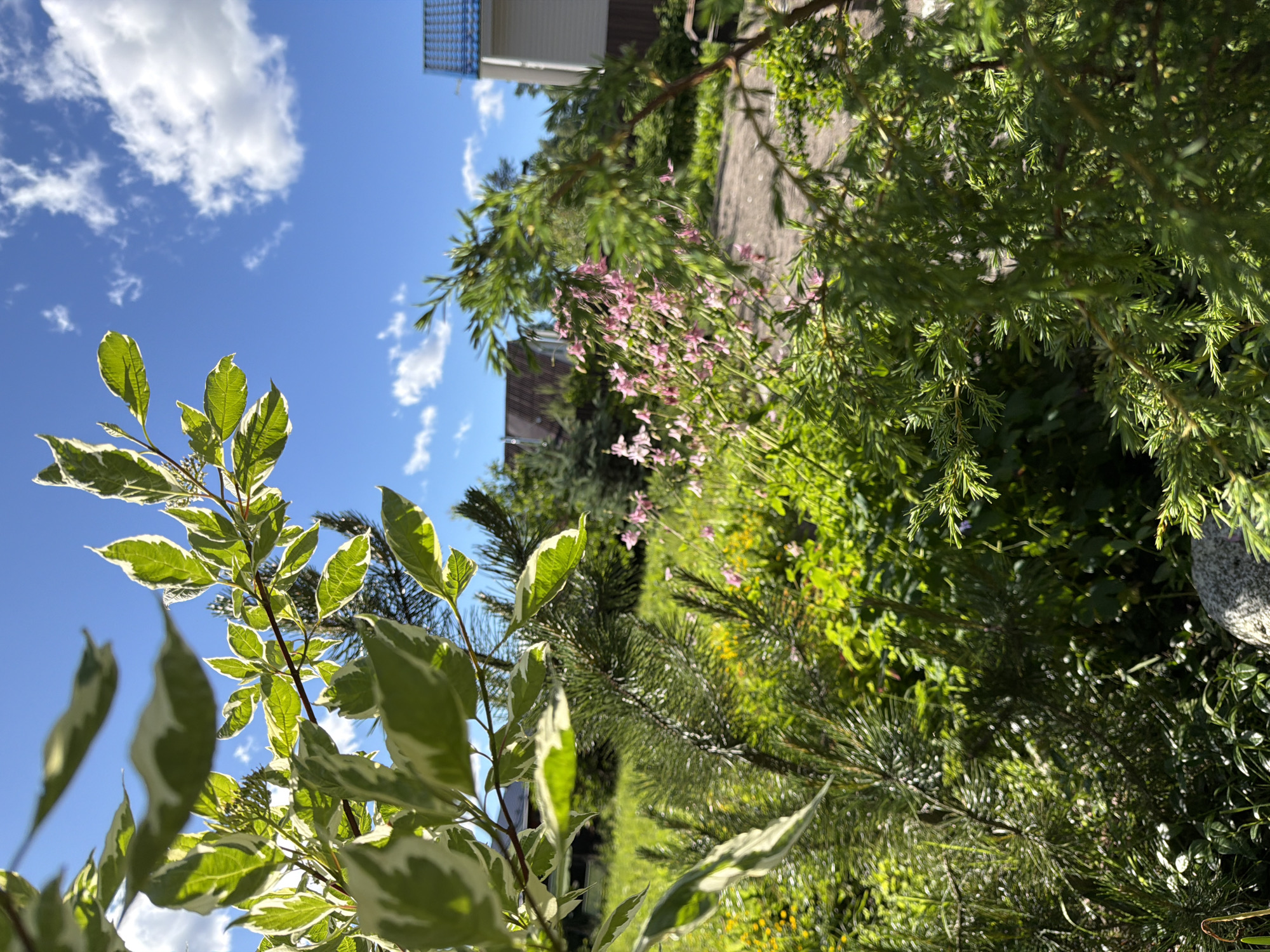 The image depicts a garden scene in Steklyannyi, Russia, on a bright, sunny day. The foreground is dominated by lush green foliage, including a variegated leafy branch with white and green leaves in the upper left, and the needle-like branches of a conifer in the lower center and right. In the mid-ground, delicate pink flowers are visible amongst the greenery, and further back, a paved path leads towards houses with dark roofs and white siding. The sky is a vibrant blue with scattered white clouds. The overall impression is one of a well-maintained outdoor space under a clear summer sky.