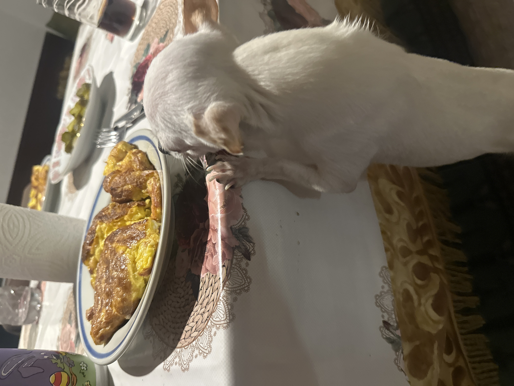A white dog is eating from a plate of eggs on a table. The table also has a plate of pickles, a fork, and a glass of liquid. The location is not evident in this image.
