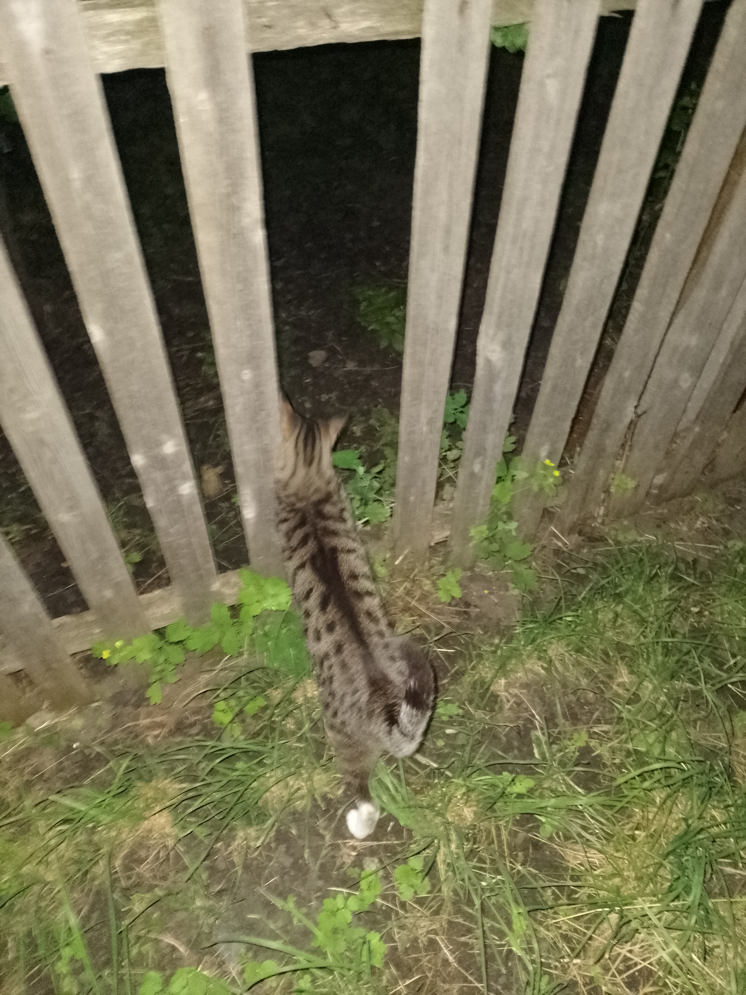 A tabby cat with dark stripes on a grey base, and white paws, is standing in overgrown grass next to a wooden fence. The fence is made of vertical wooden planks, some of which are weathered and appear to be old. The cat is facing away from the camera, looking towards a dark area beyond the fence. Small green plants and some yellow flowers are growing in the grass around the base of the fence. The ground appears to be dirt and grass. The scene is dimly lit, suggesting it may be evening or nighttime. The location is the city of Ustyvytsia, Ukraine.