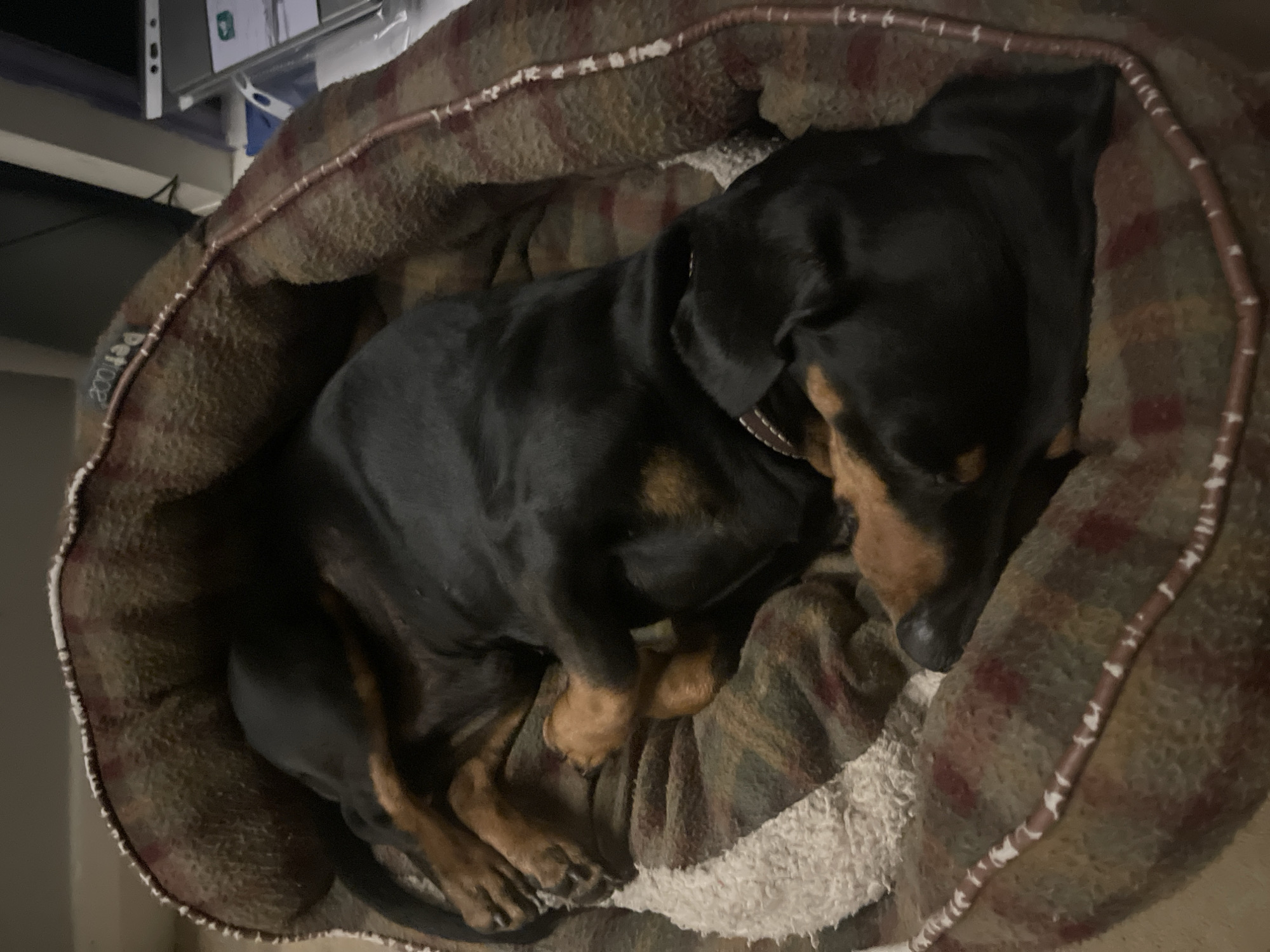 A black and tan dog, likely a dachshund or similar breed, is captured sleeping soundly in a plush dog bed. The dog is curled up tightly into a ball, with its head resting on the soft, cream-colored interior lining of the bed. Its eyes are closed, indicating a state of deep relaxation and comfort.
The dog bed features a warm, plaid pattern in shades of brown and red on its exterior, creating a cozy and inviting appearance. A distinctive brown piping with small, irregular white markings runs along the top edge of the bed. Partially visible on this piping, the text "petcooz" can be seen in white letters.
The background is softly blurred and dimly lit, suggesting an indoor setting. Indistinct elements like furniture or shelving are visible in the upper background. There are no specific visual cues within the image to determine the exact time of day, but the ambient lighting suggests an interior environment. The overall scene conveys a feeling of tranquility and contentment.
While the context provided indicates the location is Maidstone, United Kingdom, the image itself does not contain any visual information to confirm this geographical detail.