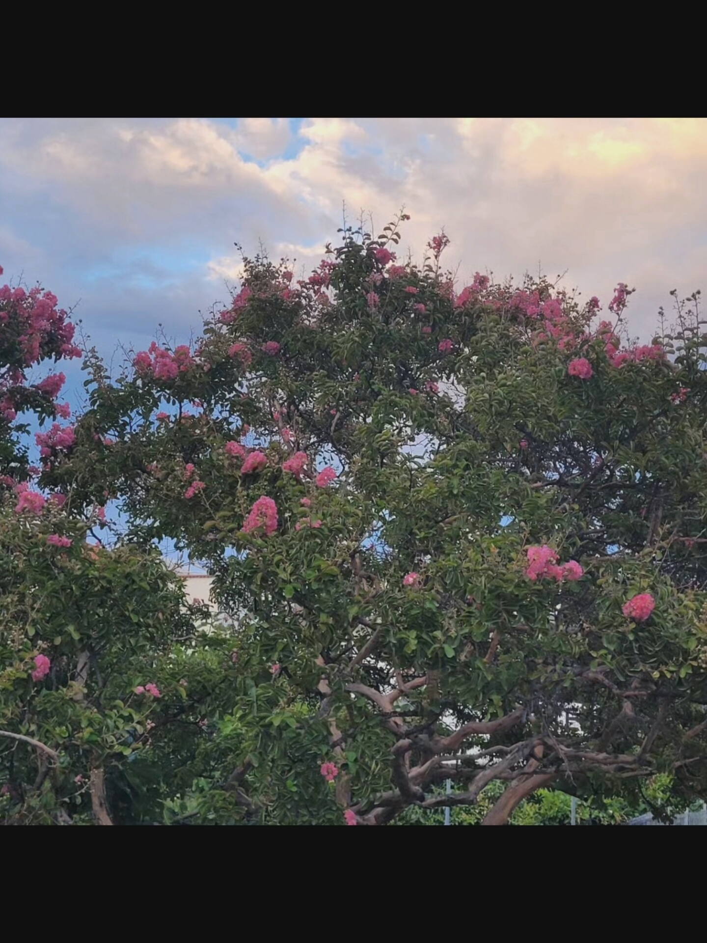 A close-up, eye-level shot captures the upper branches of a large, blooming tree, likely a crape myrtle, against a dynamic sky. The tree is laden with vibrant pink flowers and dense green foliage, its gnarled branches creating intricate patterns. The sky above is a blend of blues and whites, with soft, wispy clouds tinged with the warm hues of either sunrise or sunset. In the background, hints of white buildings and green foliage suggest an urban or suburban setting, potentially within the area of Bielawska Wieś, Poland. The lighting is soft and diffused, characteristic of twilight hours.