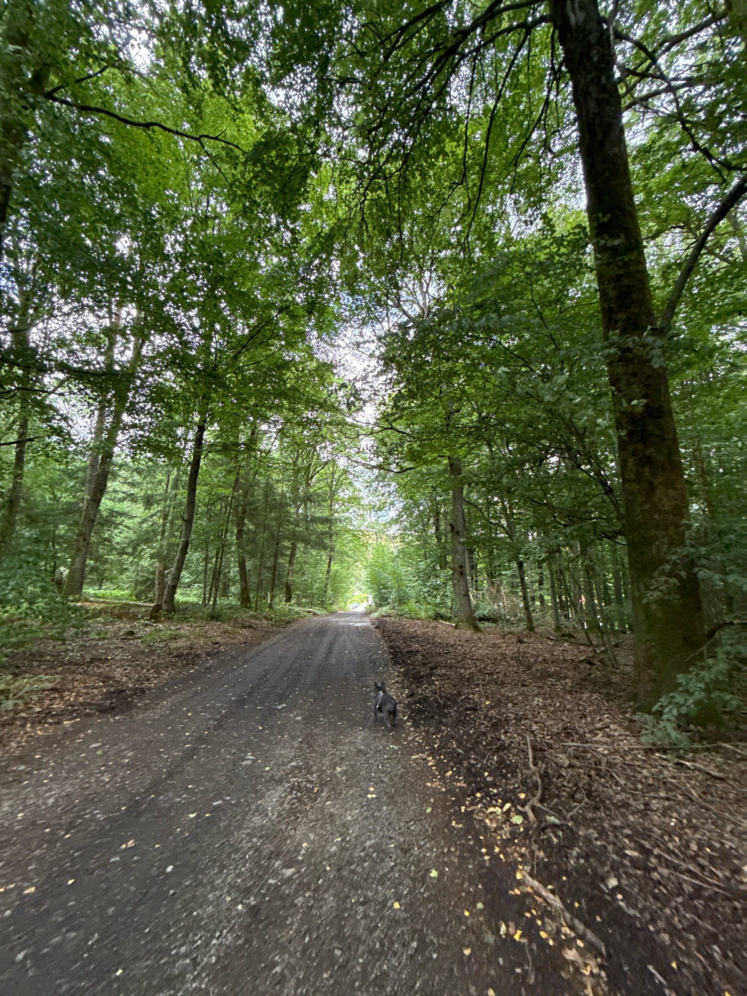The image depicts a dirt road in a dense forest. The road is lined with tall trees whose canopies create a leafy ceiling, dappling the path with sunlight. The ground is covered with dirt, fallen leaves, and some scattered twigs. A small, dark-colored dog with a gray chest is visible on the road, facing away from the camera and walking towards the distance. The dog appears to be either a terrier mix or a similar small breed. In the distance, the road curves slightly and disappears into the greenery. The overall atmosphere is tranquil and natural, suggesting a woodland path in a rural or forested area. This scene is consistent with the appearance of walking paths found in the forests surrounding Bad Sachsa, Germany, particularly within the Harz National Park region, known for its extensive beech and mixed forests.
