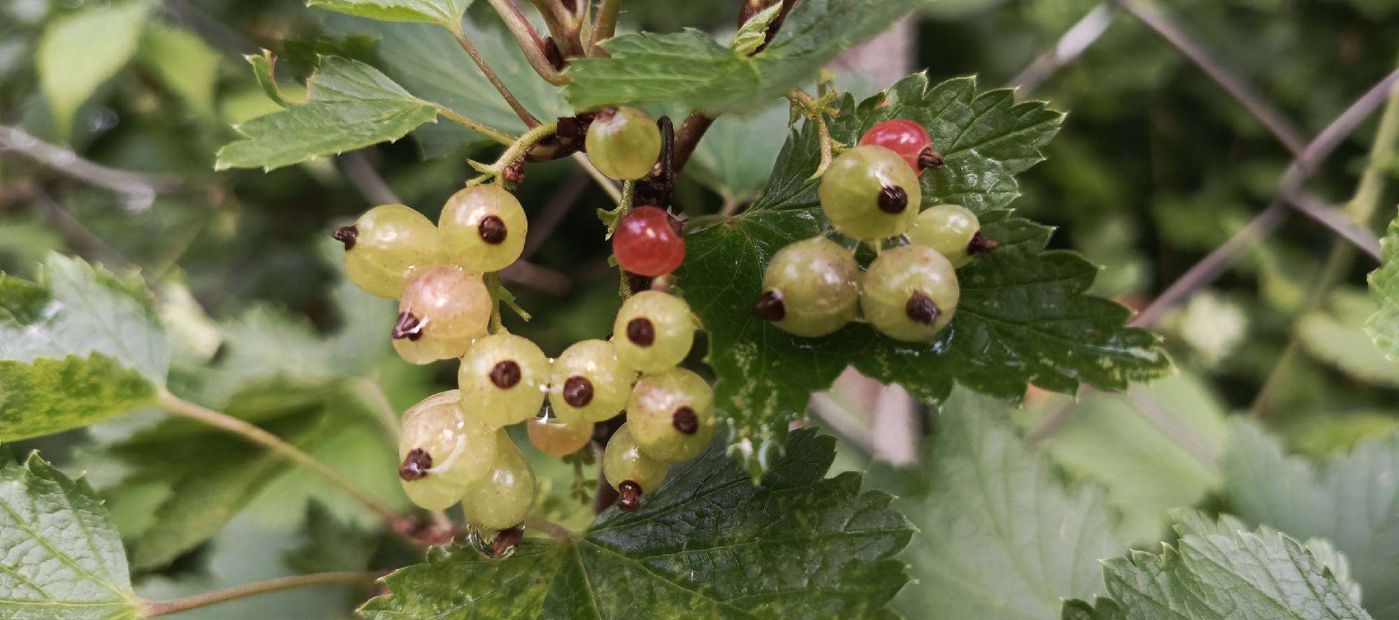 A close-up shot focuses on a cluster of white currants on a bush, with one red currant standing out. The currants are round and plump, with visible dark centers and stems. Some of the white currants appear slightly translucent, and a few have water droplets clinging to them, suggesting recent rain or dew. The leaves of the currant bush are green and serrated, with some showing lighter speckles. In the background, out-of-focus green foliage and thin, purplish stems create a soft, natural environment. A blurred, out-of-focus wire fence can be seen in the upper right portion of the image. The lighting is soft and diffused, indicating it might be overcast or late afternoon. The scene appears to be in a garden or natural setting, possibly in a rural area given the location context of Merchalovo SNT, Russia. There is no visible text in the image. The overall mood is peaceful and natural, highlighting the simple beauty of the ripening fruit.