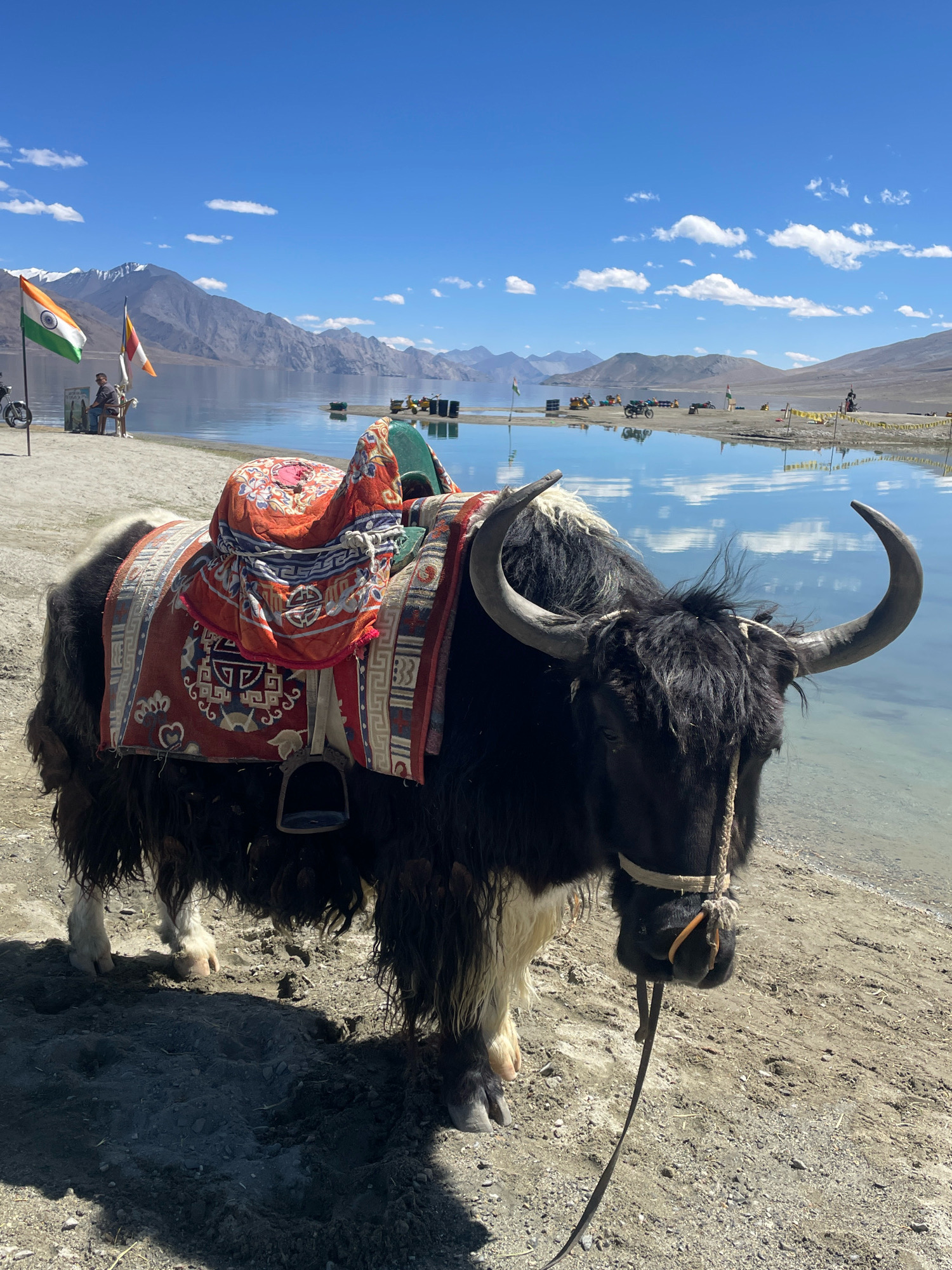 A shaggy, black and white yak with large curved horns stands on a sandy shore next to a body of water. The yak is equipped with a colorful, patterned saddle. In the background, there is a range of snow-capped mountains under a bright blue sky with scattered clouds. Several Indian flags are visible on poles near the shore, along with a person sitting on a chair and a parked motorcycle. Further in the distance, more mountains and a body of water reflecting the sky are visible, along with some small boats and structures on the opposite shore. The overall scene depicts a natural landscape with signs of human activity.