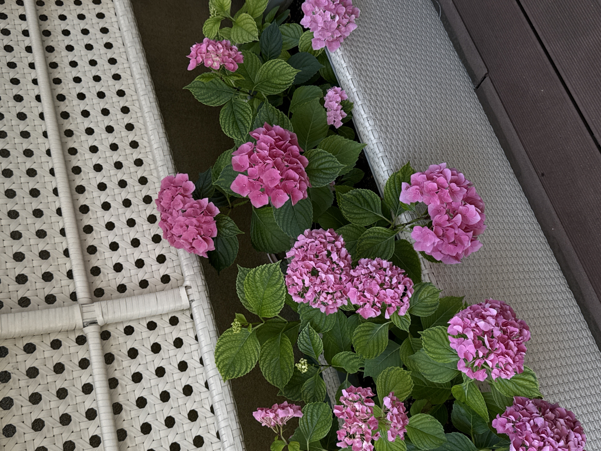 This is a close-up, high-angle outdoor shot of a planter filled with pink hydrangeas. The planter is made of a white, woven material with a basket-like texture and has a rectangular shape. Behind the planter, a white, perforated railing or wall made of the same woven material is visible. The railing has a pattern of repeating circular openings. The foreground shows a dark brown wooden deck. The image focuses on the hydrangeas and the planter, with the railing and deck serving as background elements. The lighting suggests it is daytime, possibly overcast. No people or animals are present. The scene appears to be an outdoor seating area, balcony, or patio, possibly in Belgrade, Serbia, though no specific Belgrade landmarks or indicators are visible.