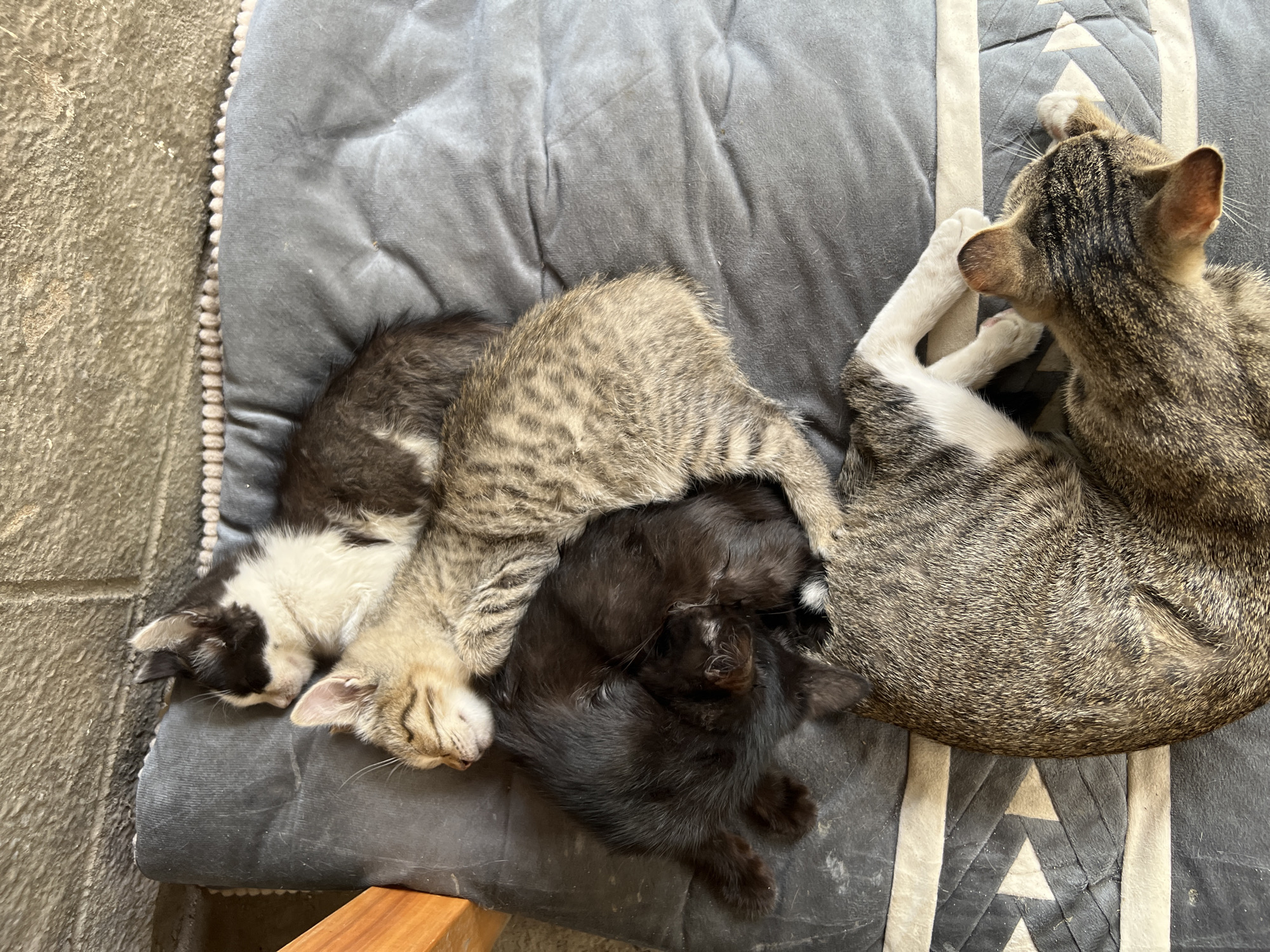 Four kittens and one adult cat are sleeping on a gray pet bed. The pet bed is placed on a patterned mat. The background appears to be a stone wall. The adult cat is in the foreground, facing to the right. The kittens are stacked on top of each other, with the smallest kitten on top. The kittens are black, white, and tabby. The adult cat is tabby. The scene is indoors.