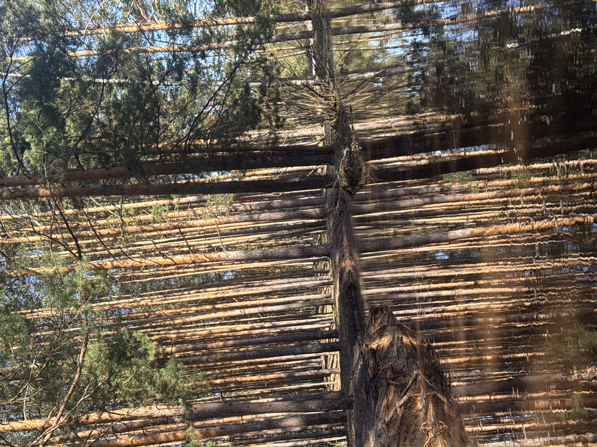 The image shows a view looking up into the sky through a forest or wooded area. The composition is dominated by the trunks and branches of trees, which are mostly arranged horizontally across the frame. Some foliage is visible on the left side of the frame, appearing as green clusters against the blue sky. The horizontal lines of the trunks and branches are broken by a single vertical tree trunk that runs from the bottom to the top center of the image. On the right side, there's a blurred or mirrored effect of the trunks and branches, suggesting a reflection or the manipulation of the image. Given the city of Nizhny Novgorod, Russia, is specified, it is likely the photo was taken somewhere in a natural area within or nearby the city.