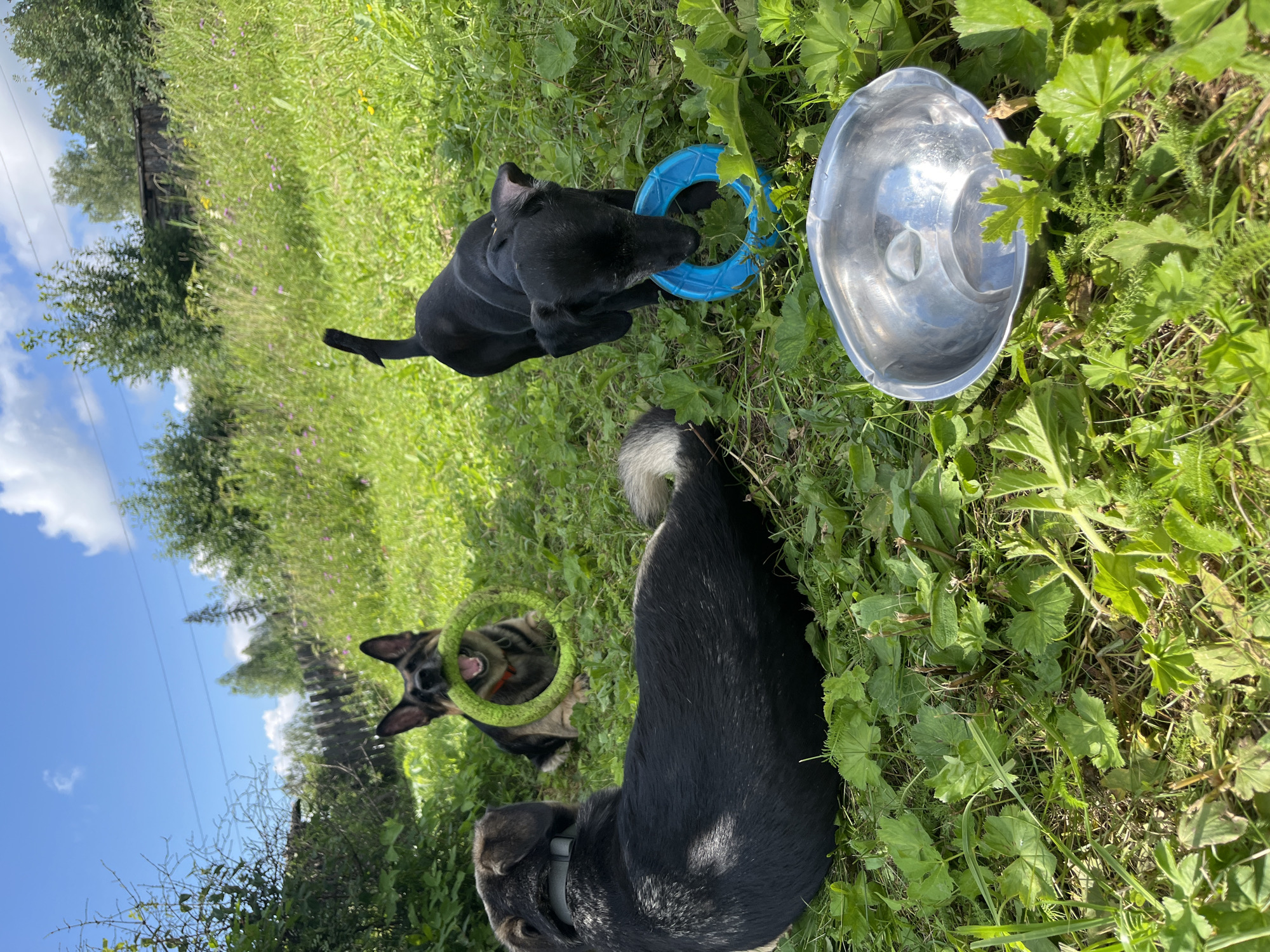 In a sun-drenched, grassy outdoor setting, possibly in the city of Nizhny Tagil, Russia, three dogs are engaged in play. In the foreground, a large, dark-colored dog lies on its side, facing left and away from the camera, with its hindquarters visible. To its right and slightly further back, a small black puppy stands, holding a blue ring-shaped toy in its mouth. Behind the black puppy, a German Shepherd-mix dog is seated, holding a green ring-shaped toy in its mouth. A metallic bowl is positioned in the lower right corner of the image, surrounded by lush green grass and foliage. The background features a wooden fence and trees, suggesting a rural or semi-rural environment. The sky is blue with scattered white clouds.