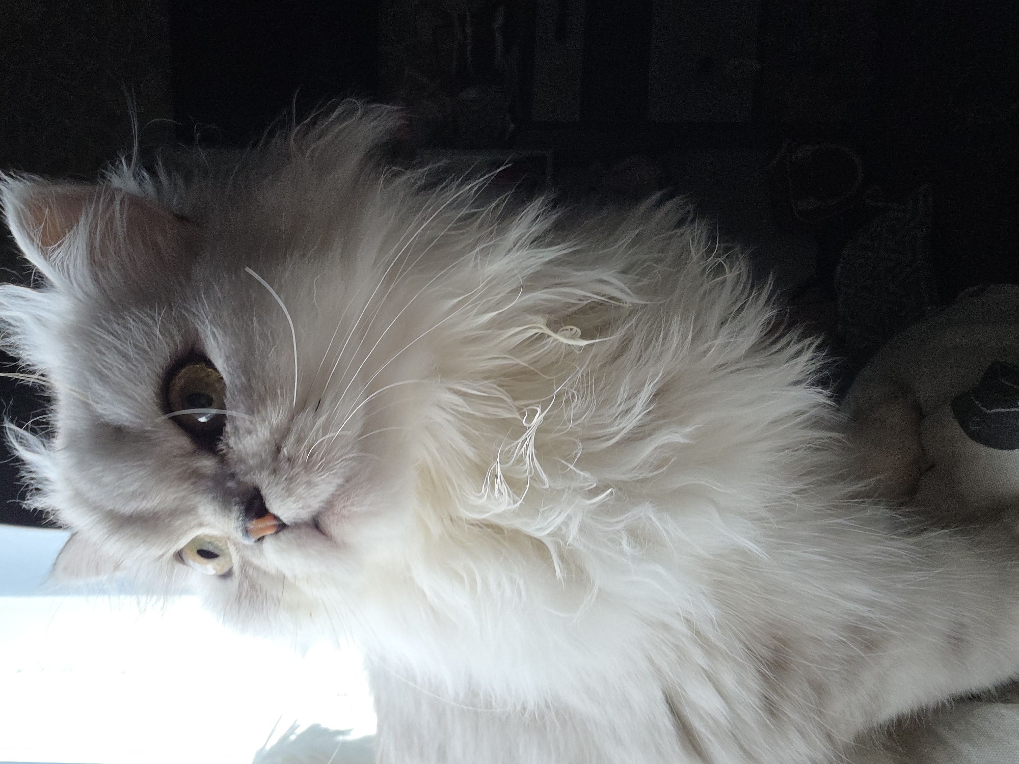 The image shows a close-up of a fluffy, white Persian cat with amber eyes. The cat is looking to its left, with its head tilted slightly upwards. The background is dark and out of focus, with a bright light source to the left of the cat. There is no identifiable location in the city of Novocheboksarsk, Russia.
