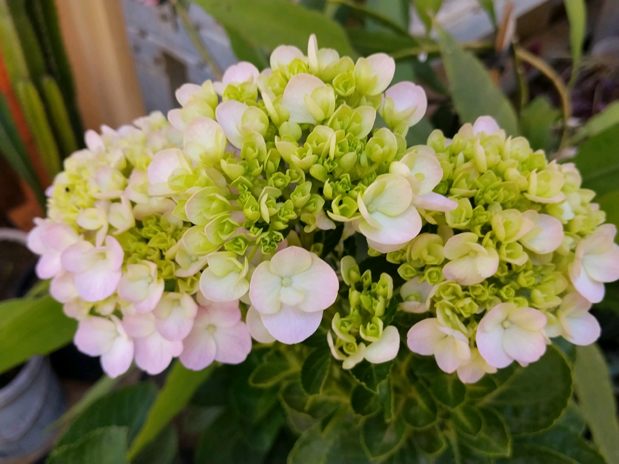 In Tlogosari, Indonesia, a close-up photograph captures a cluster of hydrangeas. The flowers exhibit a gradient of colors, transitioning from a pale pink and white at the edges to a vibrant lime green in the center. Many of the blooms are tightly packed, with some still in the bud stage, presenting a delicate, lacy appearance. The background is softly blurred, with hints of green foliage and a muted, light-colored structure, suggesting an outdoor garden setting.