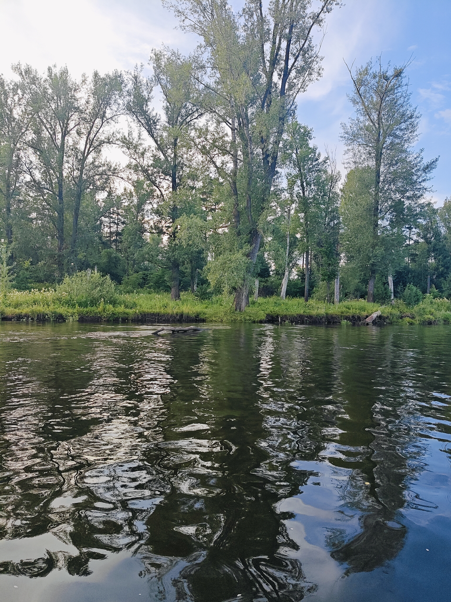This is a photograph taken from water level, looking towards a densely wooded shoreline. The water in the foreground is dark and reflective, with ripples creating distorted images of the sky and trees. A fallen log or debris is visible in the water near the shore. The shore itself is lined with a variety of trees, some tall and slender, others shorter and thicker, with lush green foliage. Some lighter colored, possibly birch, trees are interspersed within the darker green foliage. The sky above is partly cloudy with a pale blue hue. The scene appears to be a natural landscape, likely a riverbank or lake edge. The location is identified as Noviy, Russia. There are no people, animals, or man-made structures immediately apparent in the image. The overall impression is one of a serene, natural environment.