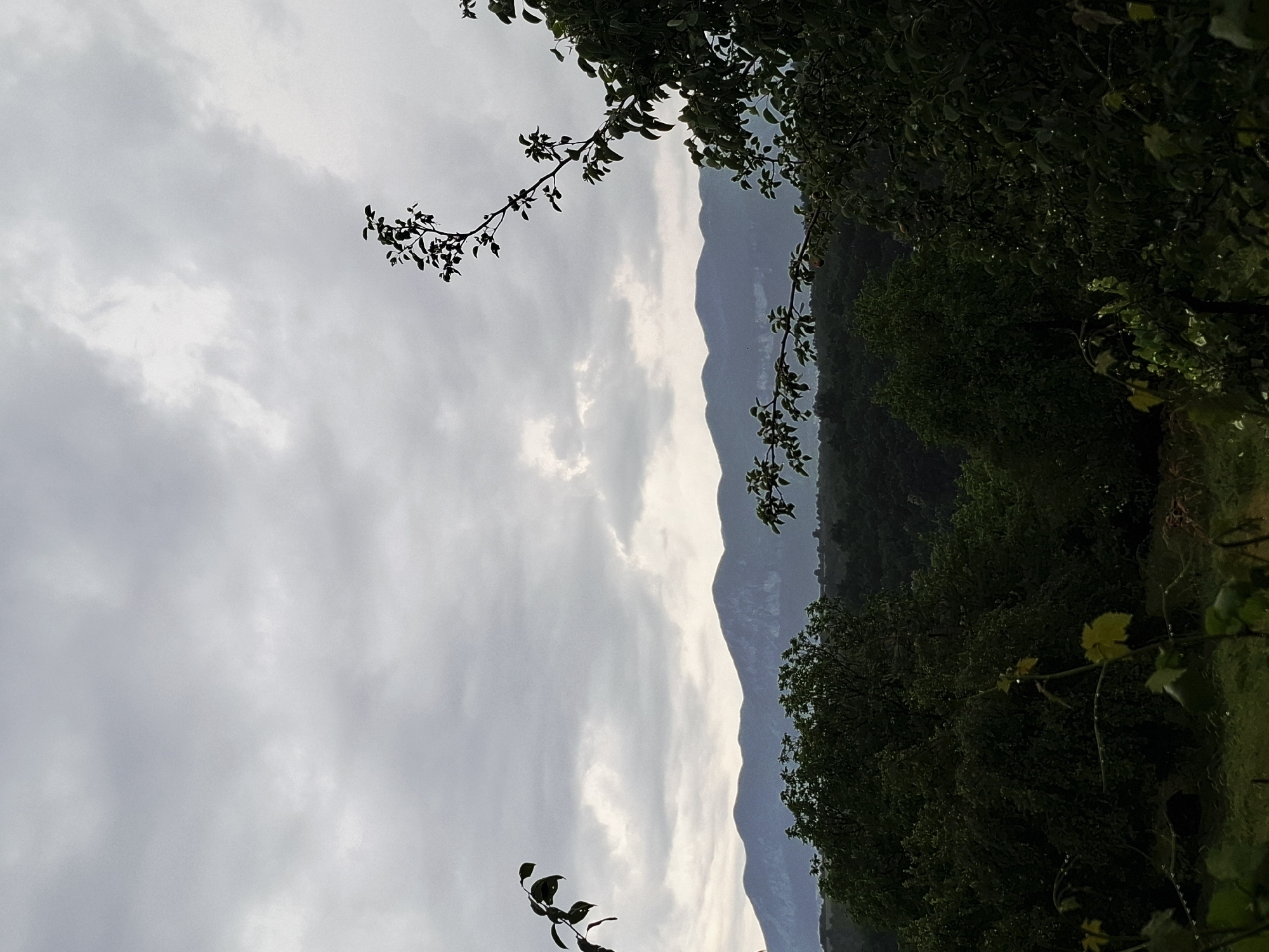 This horizontal landscape image, captured in Krapets, Bulgaria, depicts an expansive view under an overcast sky. The upper two-thirds of the frame are dominated by a continuous expanse of light gray, diffuse clouds, with no direct sunlight visible. Across the distant horizon, a series of undulating mountains or large hills presents as dark blueish-gray silhouettes against the brighter sky, their contours softened by atmospheric perspective. Immediately below the mountains, a dense band of dark green forest or extensive tree cover occupies the midground. The foreground is heavily populated with dark green foliage. From the upper right, a prominent branch with numerous dark leaves extends diagonally towards the center of the frame. A smaller branch with similar dark leaves is partially visible entering from the top left corner. In the lower section of the image, lighter green leaves, consistent with ground cover or vines, are present. Numerous small, reflective water droplets are visible on the surfaces of various leaves in the foreground, indicating recent precipitation. No human figures, animals, or man-made structures are discernible in the scene. The lighting is soft and even throughout, consistent with an overcast daytime environment.
