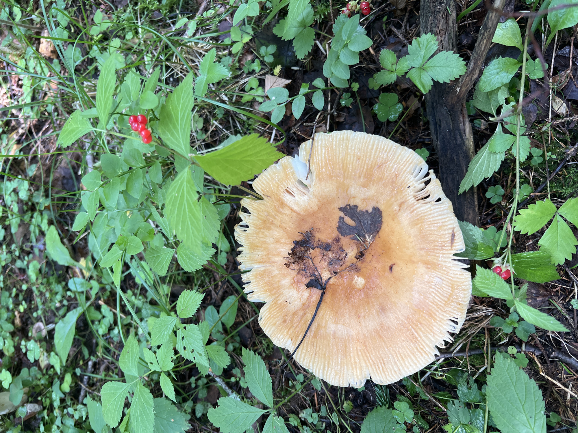 A top-down shot captures a large, light brown mushroom with ruffled edges, partially obscured by green leaves and forest debris on the ground. Several clusters of small, red berries are visible amongst the foliage, adding pops of color to the scene. The forest floor is covered in a mix of fallen leaves, twigs, and moss, creating a natural and rustic environment.