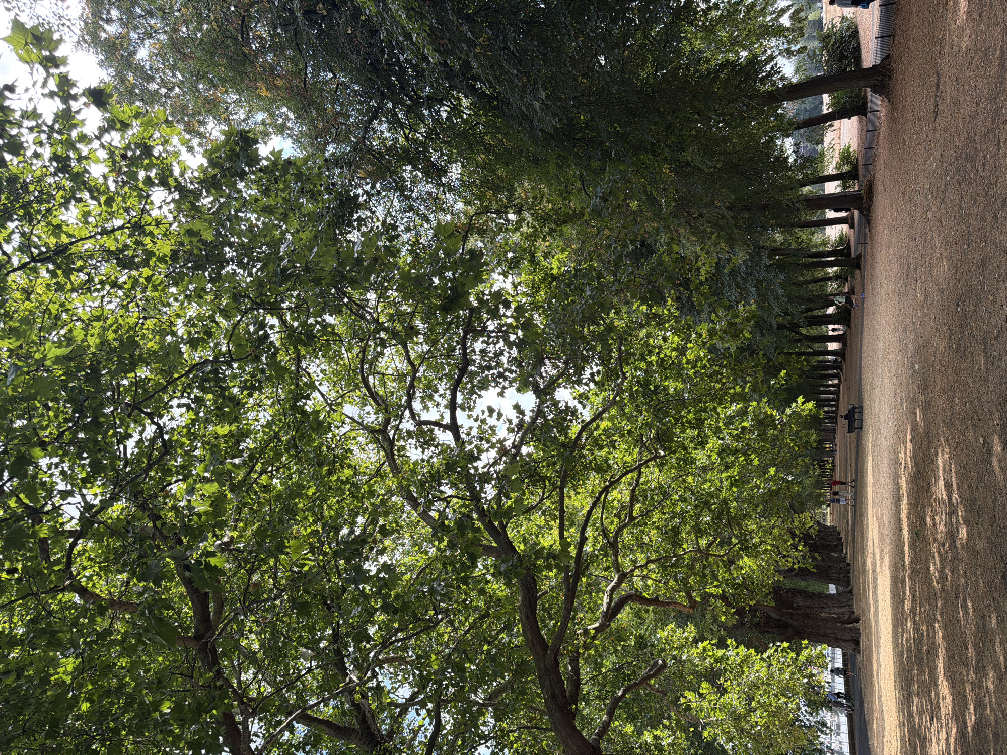 The image depicts a tree-lined path in a park, likely St. James's Park in London, United Kingdom, during daylight. Large, mature trees with dense green foliage form an avenue, casting dappled shadows on the dry, straw-colored ground. The path is wide and appears to be made of compacted earth or gravel.
In the background, a body of water, possibly a lake or river, is visible on the left side, with a few people walking or cycling along its edge. Further along the path, several individuals are seen strolling or standing. One person is sitting on a dark-colored bench, facing away from the camera.
The atmosphere suggests a pleasant, possibly warm day, with the sun filtering through the leaves. The scene is serene and tranquil, indicative of a public space designed for recreation and relaxation.
